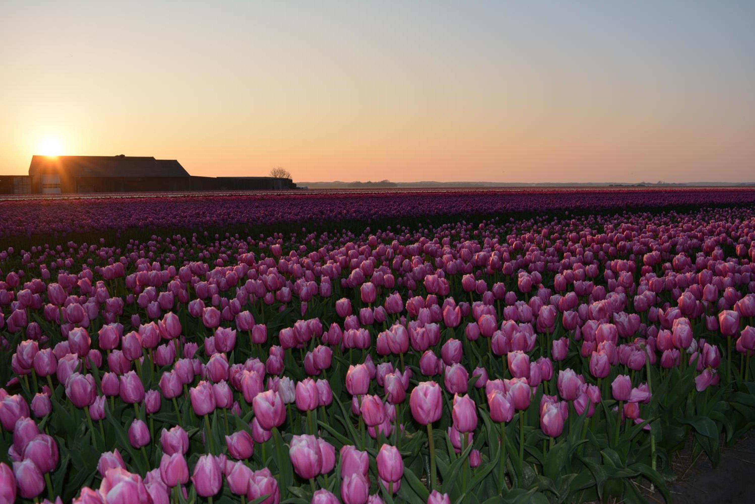 Camping De Tulpenweide lege Kampeerplaats, lege plaats op het gras zonder bed