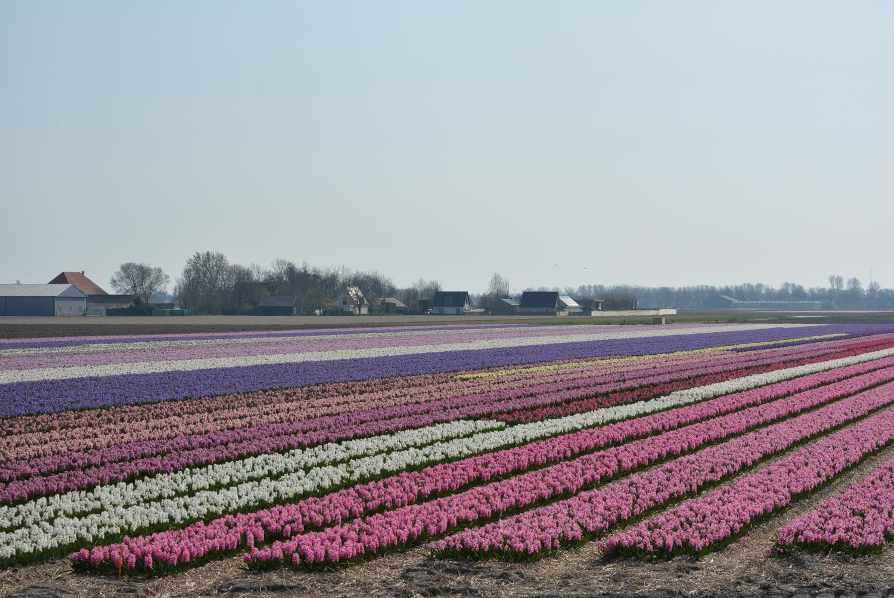 Camping De Tulpenweide lege Kampeerplaats, lege plaats op het gras zonder bed