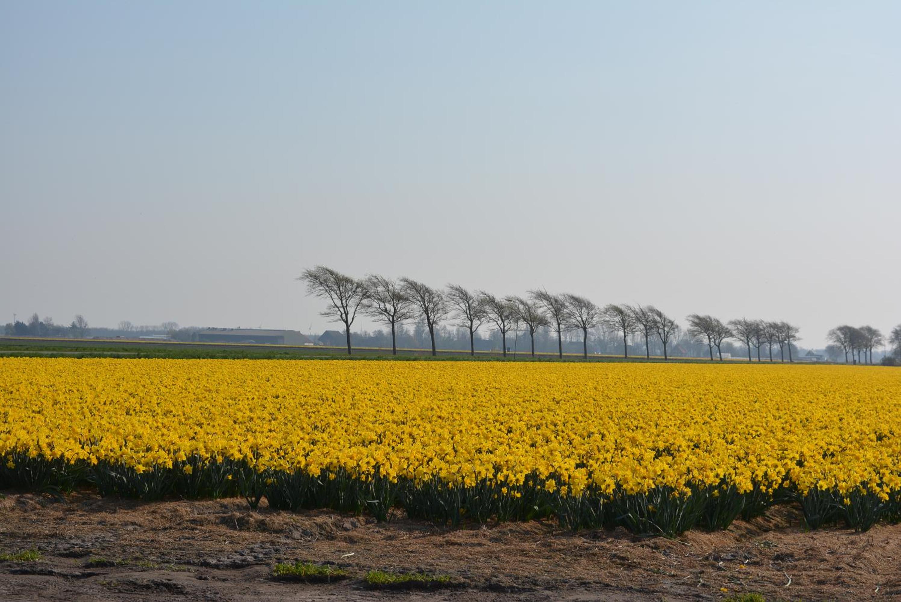 Camping De Tulpenweide lege Kampeerplaats, lege plaats op het gras zonder bed