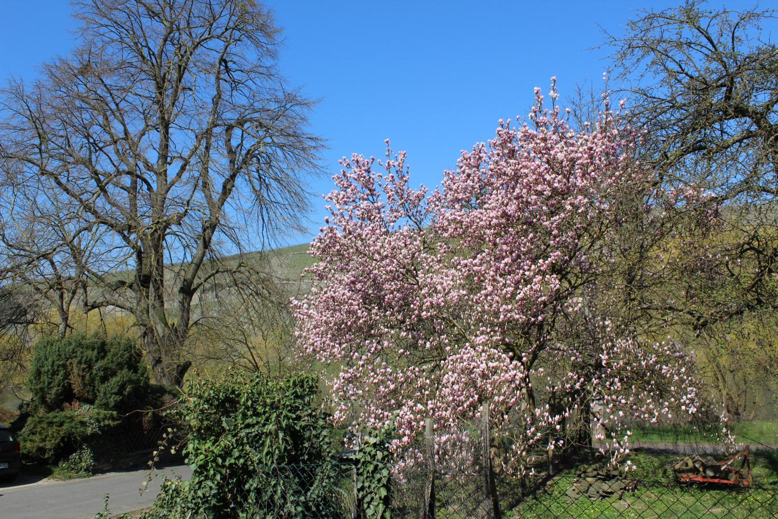 FeWo Freis in Brauneberg