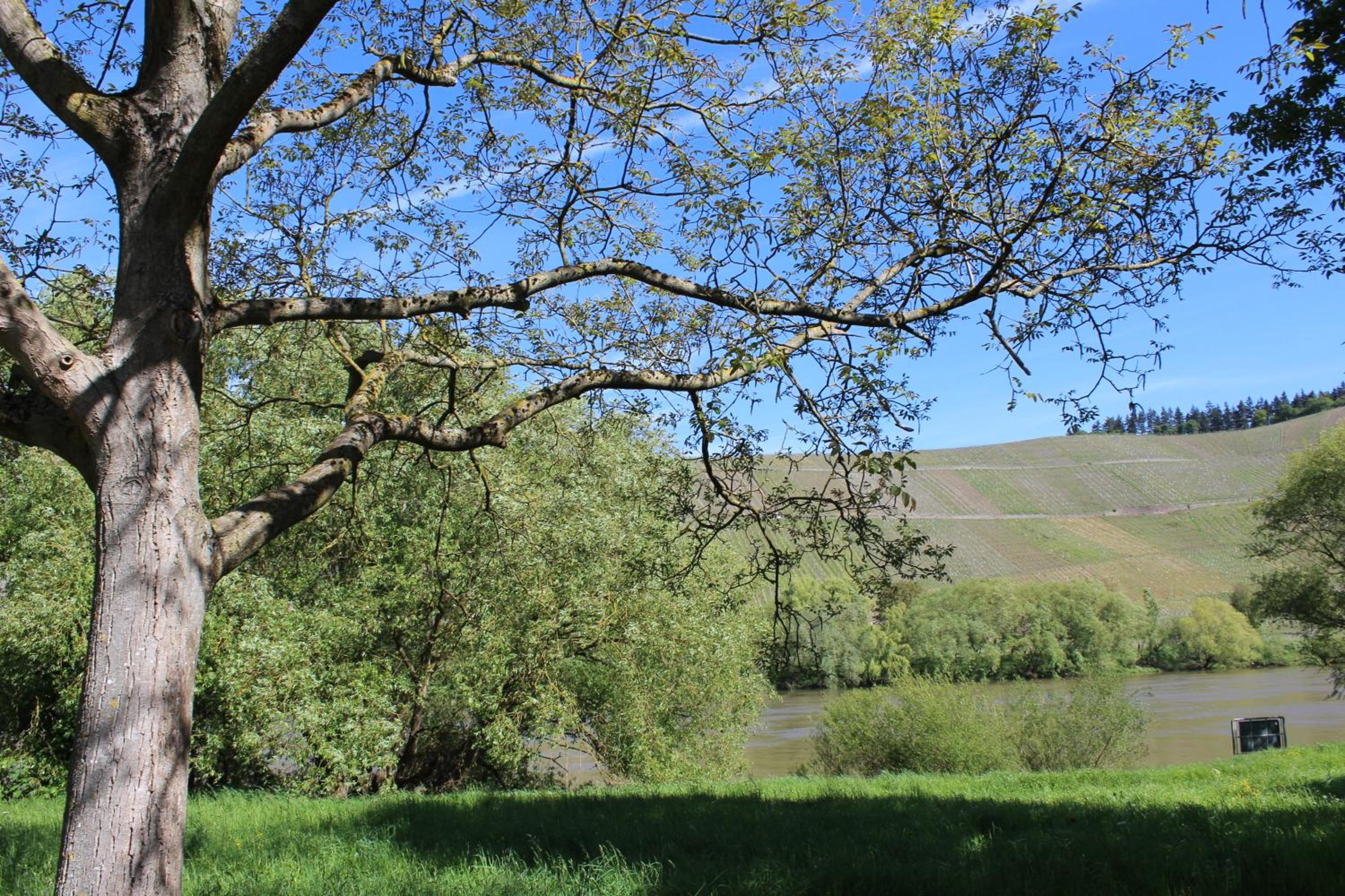 FeWo Freis in Brauneberg