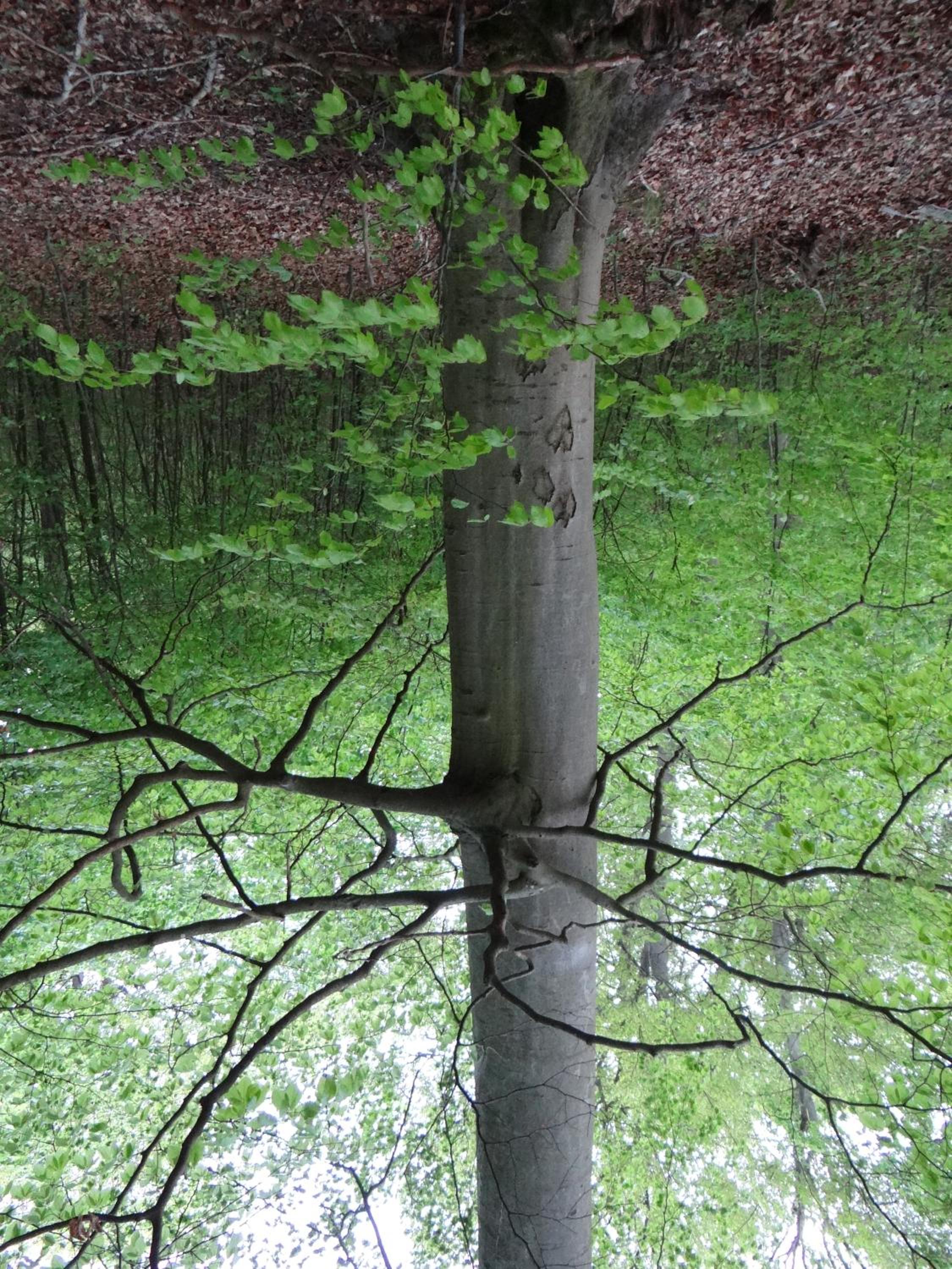 Villa "Schöni" view 4