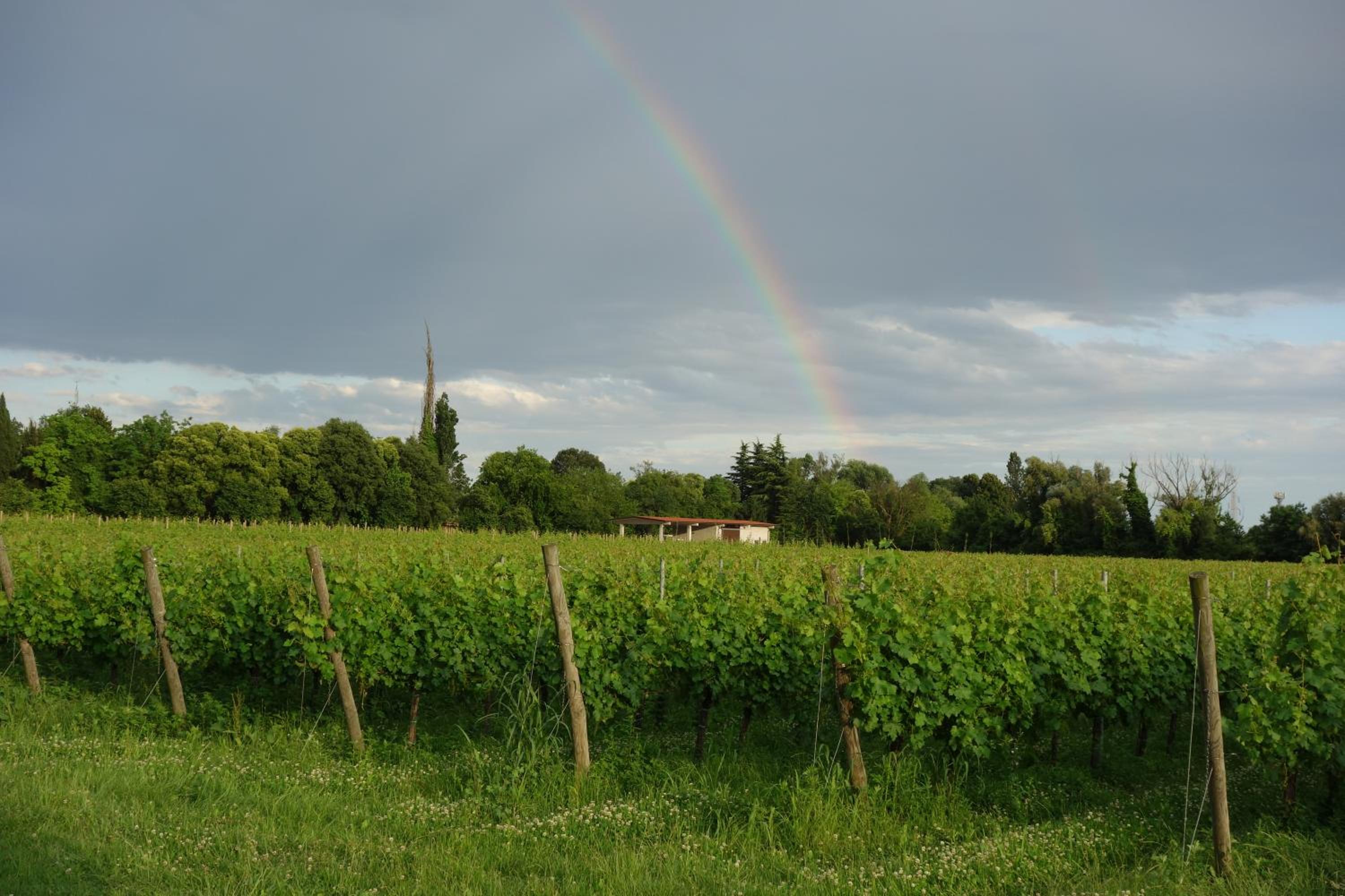 Photo 29