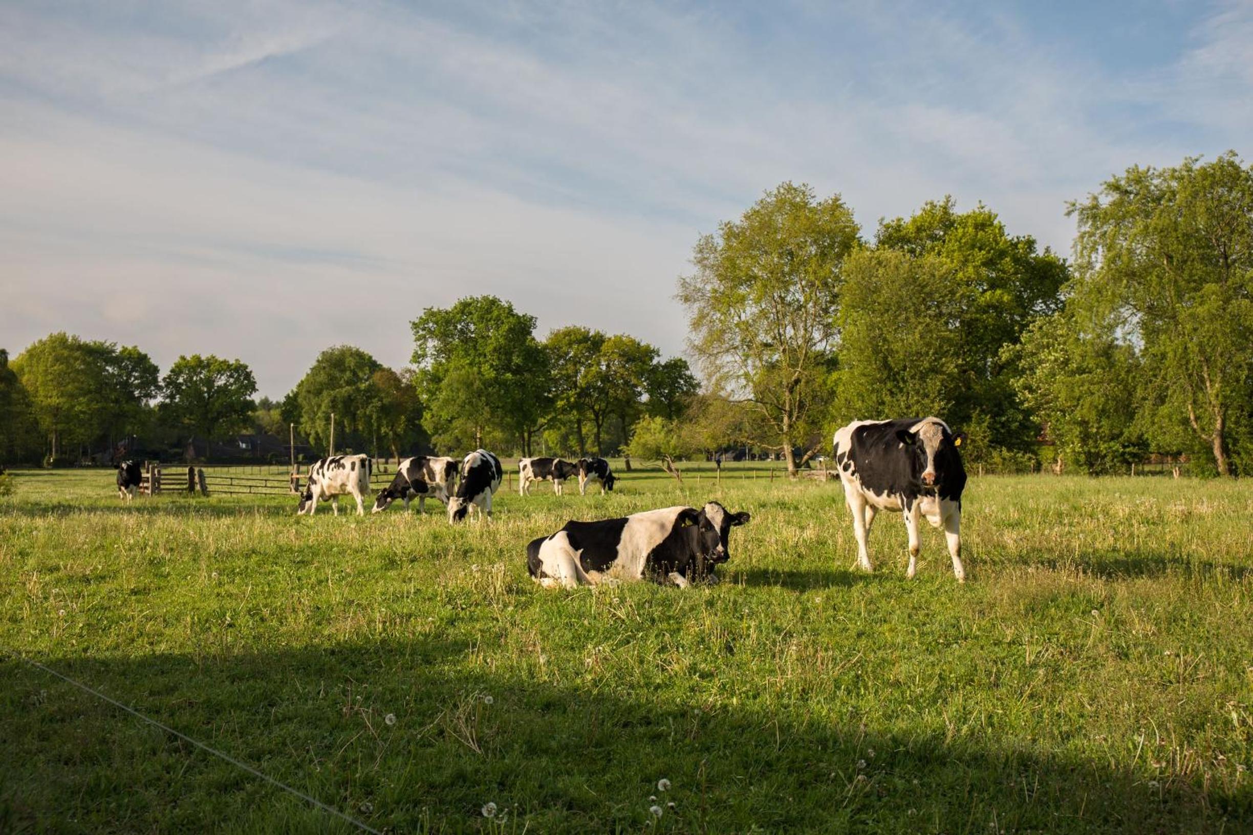 Landelijk logeren bij De Witte Kip - Property Image 15