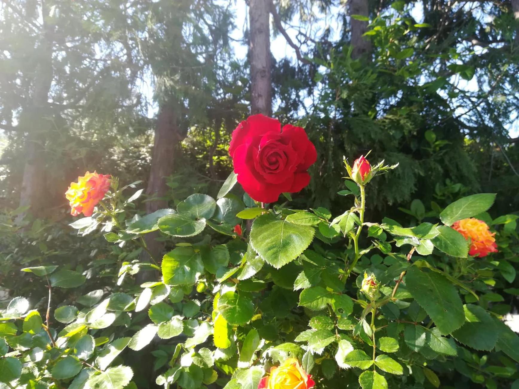 Photo 26