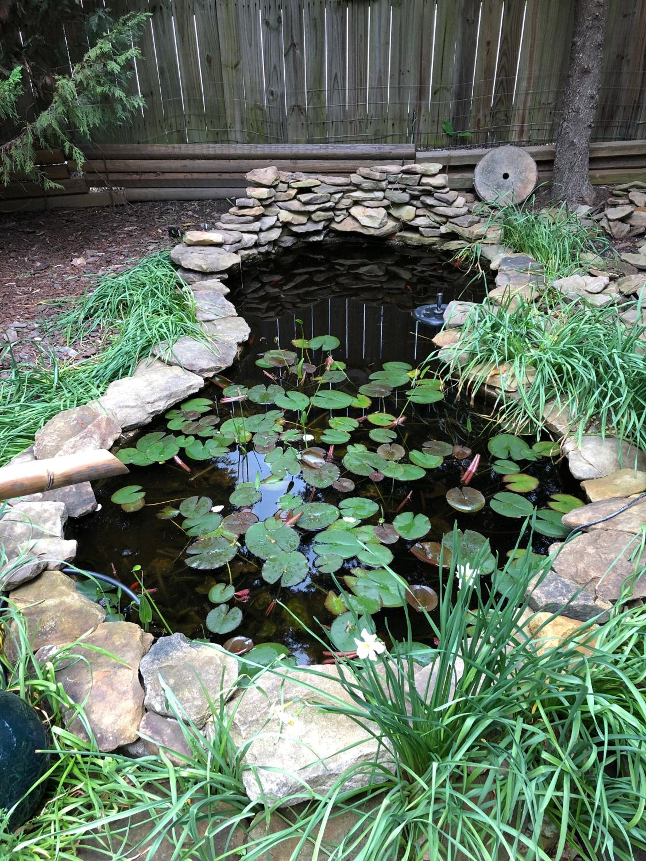 Magnolia House & Gardens B&B view 5