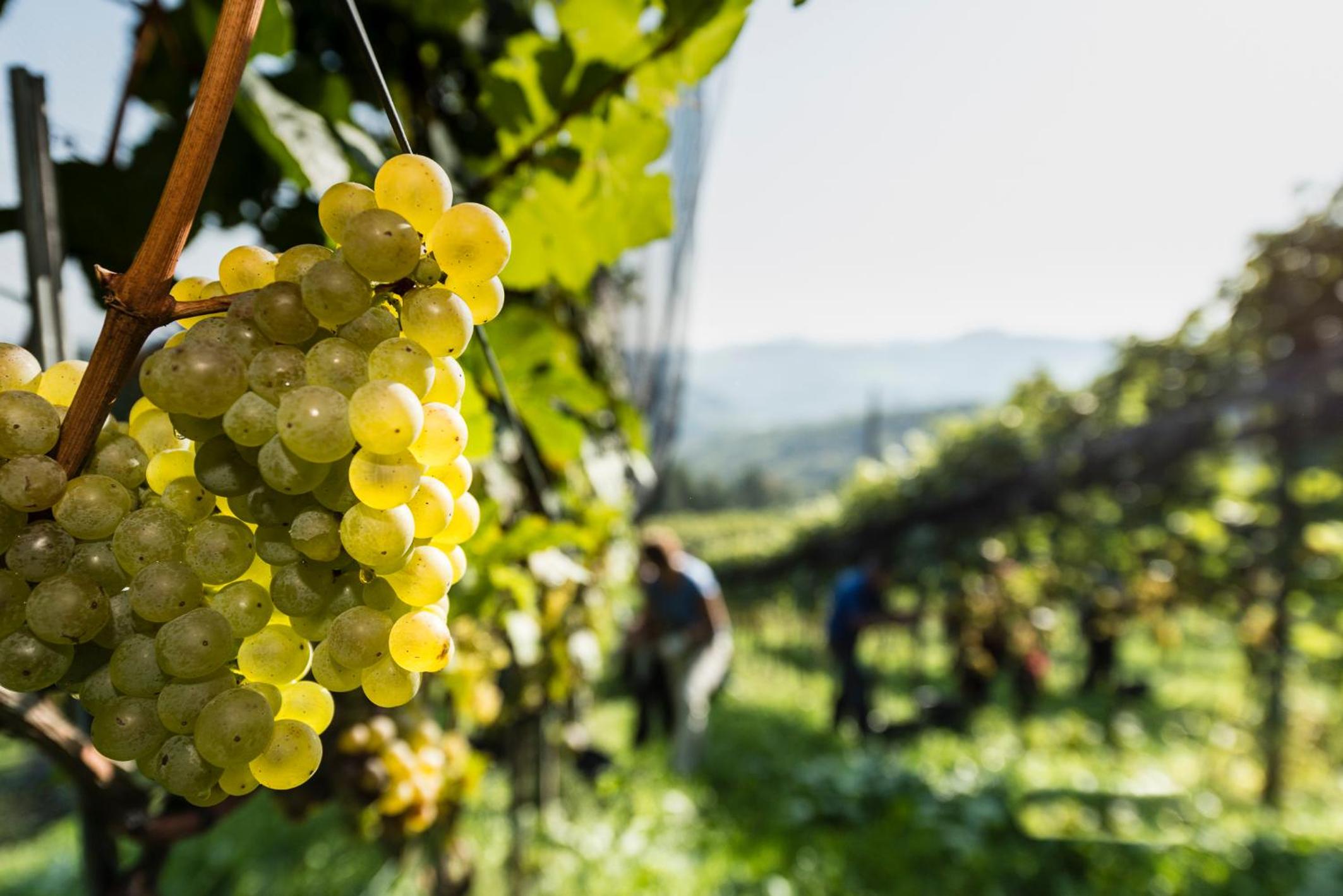 Weingut-Wohlfühlzimmer Adam-Lieleg