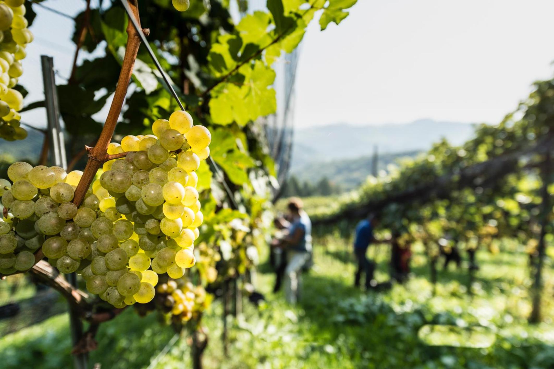 Weingut-Wohlfühlzimmer Adam-Lieleg