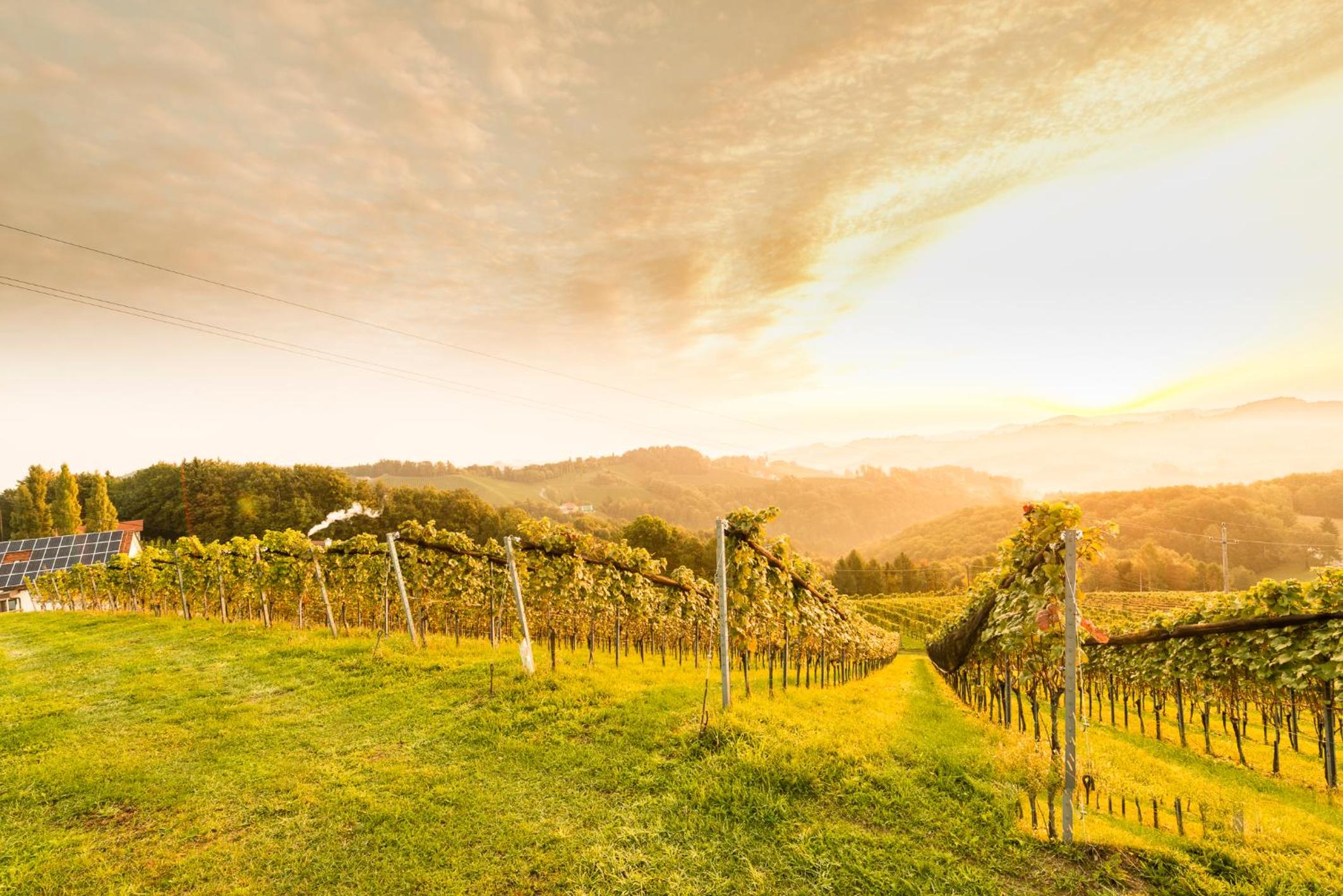 Weingut-Wohlfühlzimmer Adam-Lieleg