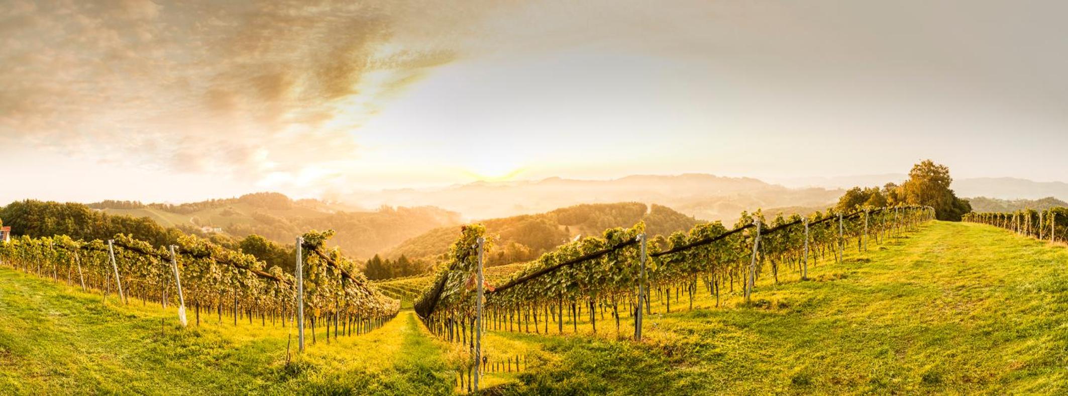 Weingut-Wohlfühlzimmer Adam-Lieleg