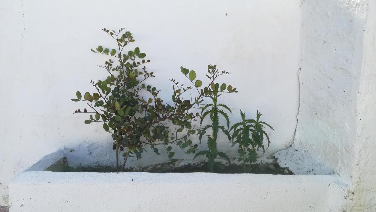 Casa cueva El Algarrobo view 5