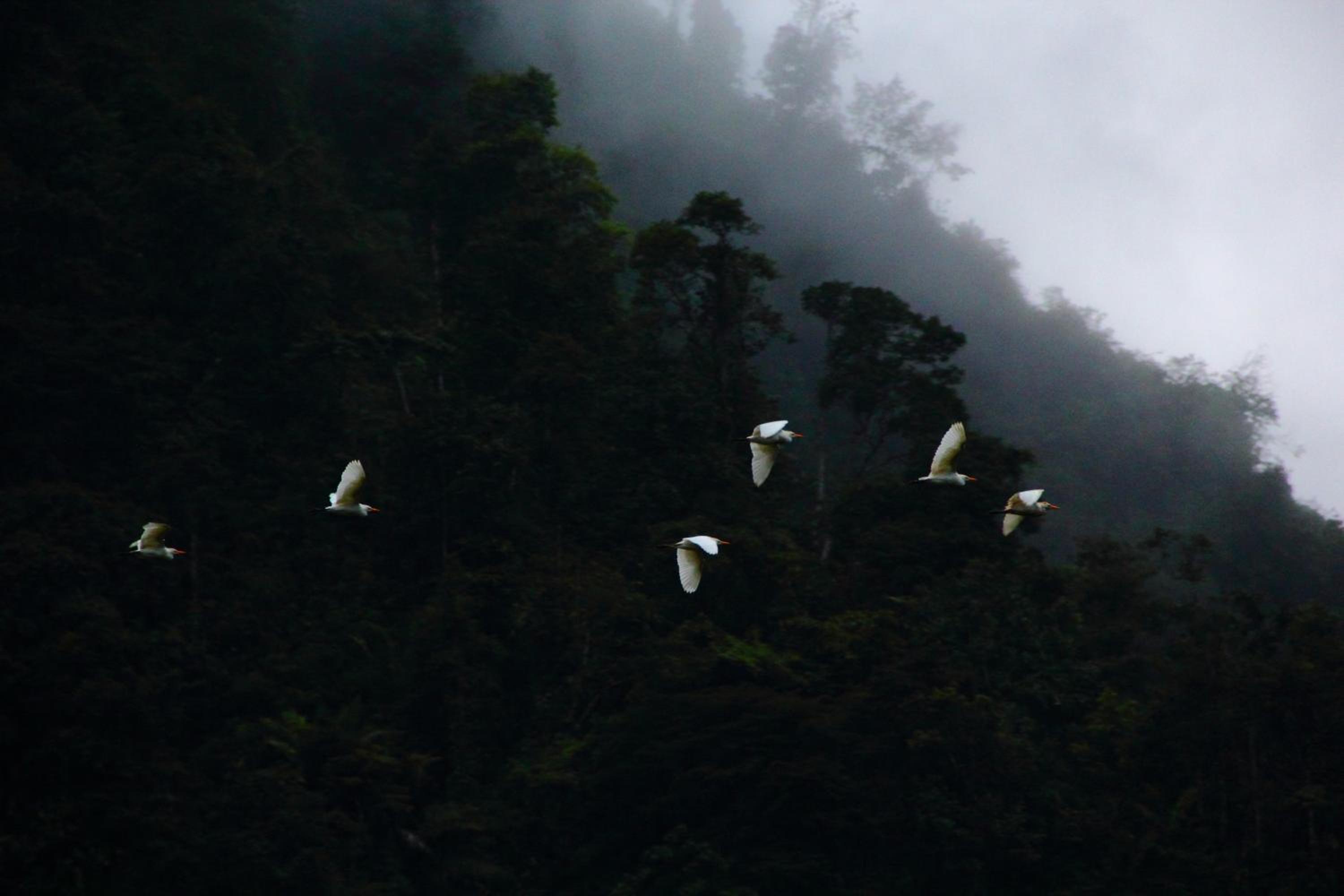 Sacha Urco Lodge -Private Cloud Forest Reserve in Mindo- 4x4 recommended March-April
