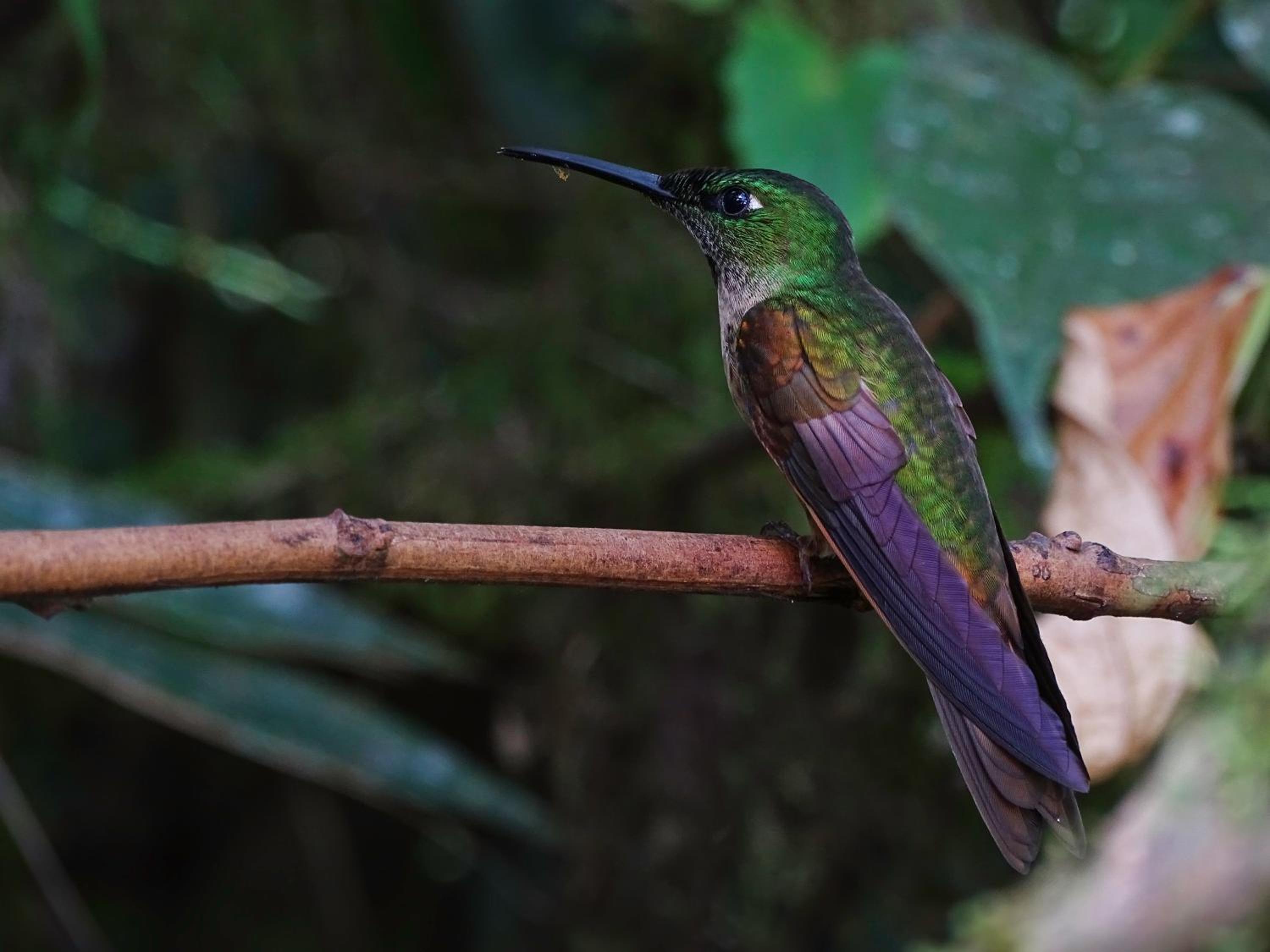 Sacha Urco Lodge -Private Cloud Forest Reserve in Mindo- 4x4 recommended March-April
