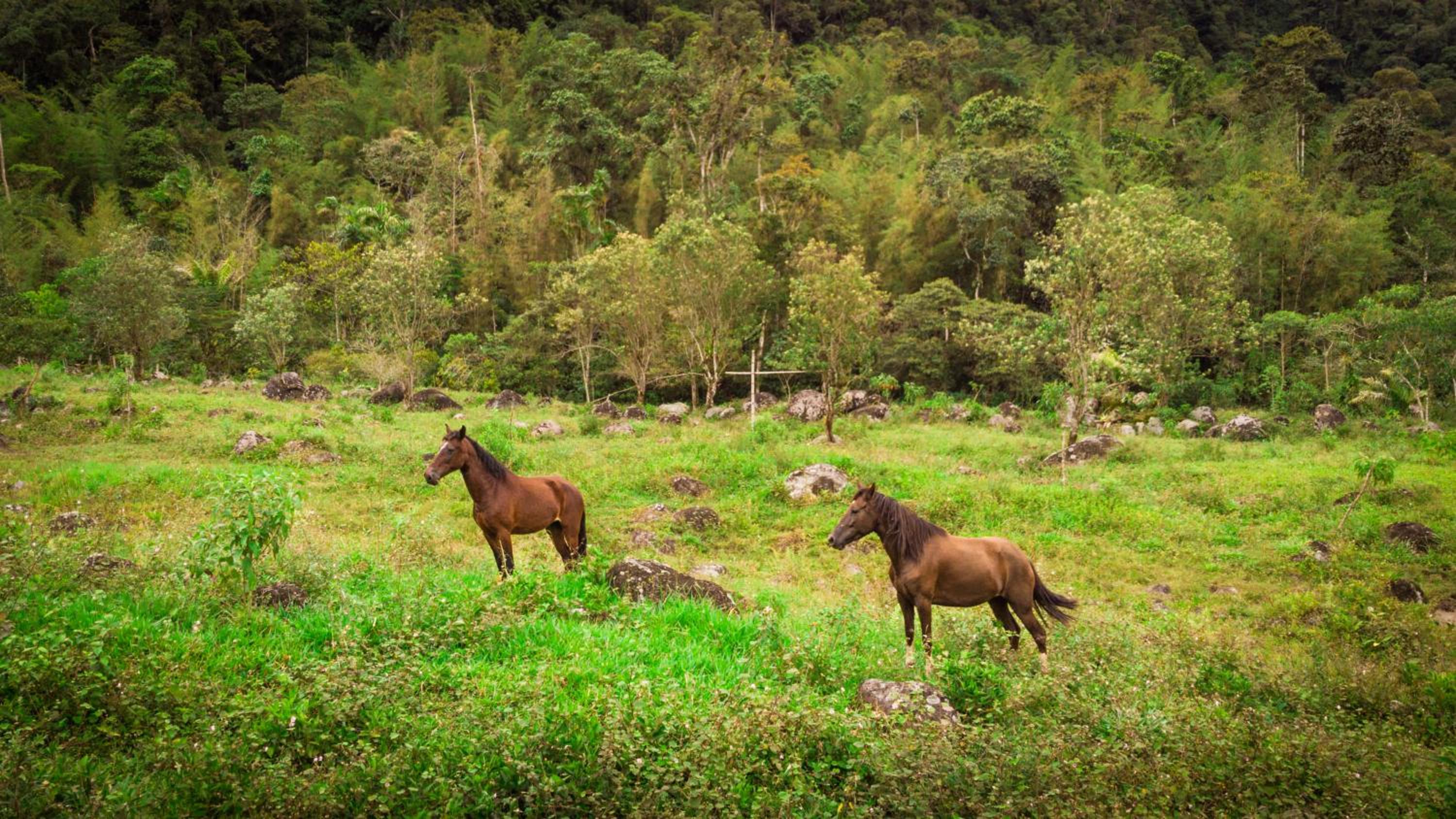 Sacha Urco Lodge -Private Cloud Forest Reserve in Mindo- 4x4 recommended March-April