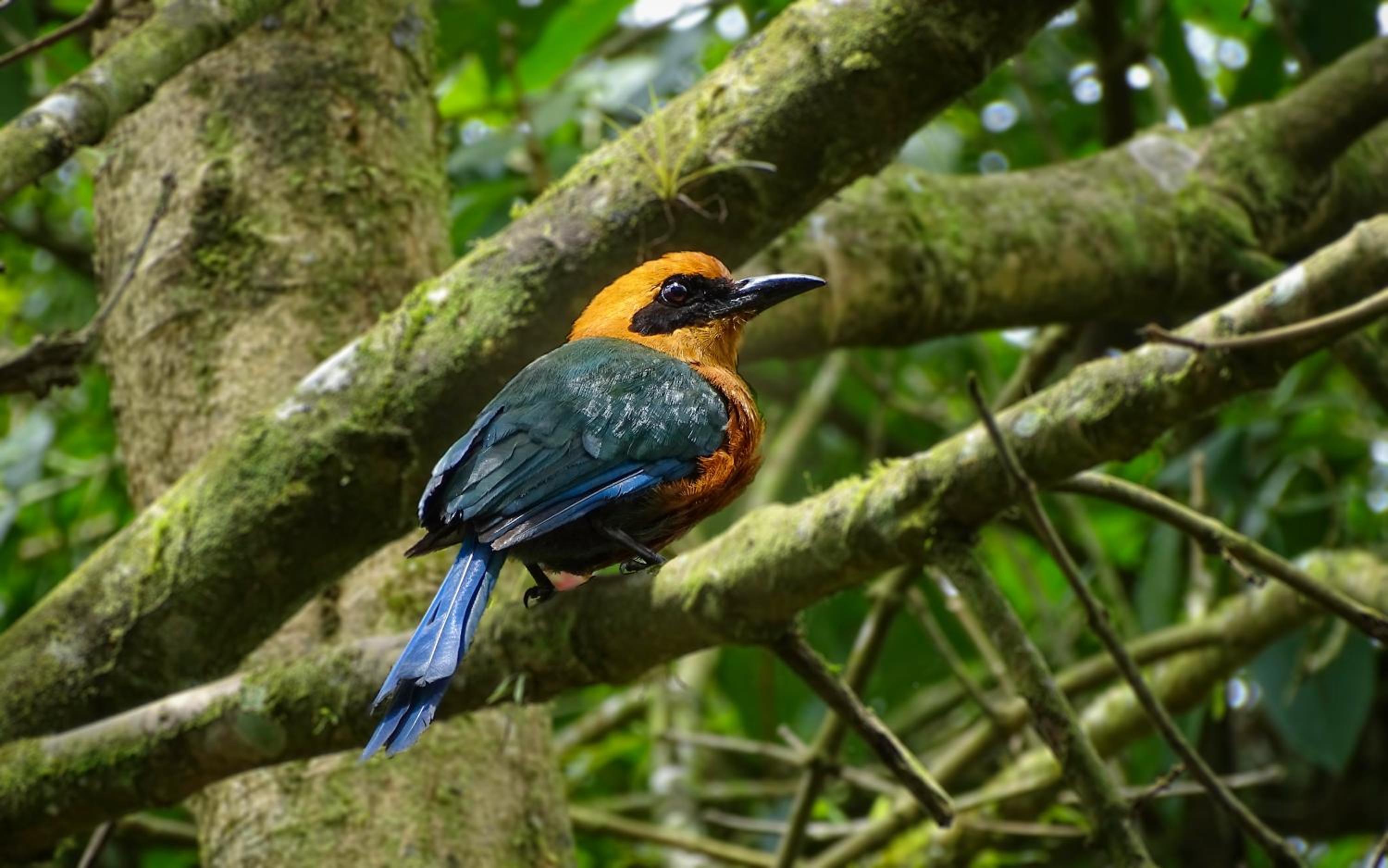 Sacha Urco Lodge -Private Cloud Forest Reserve in Mindo- 4x4 recommended March-April