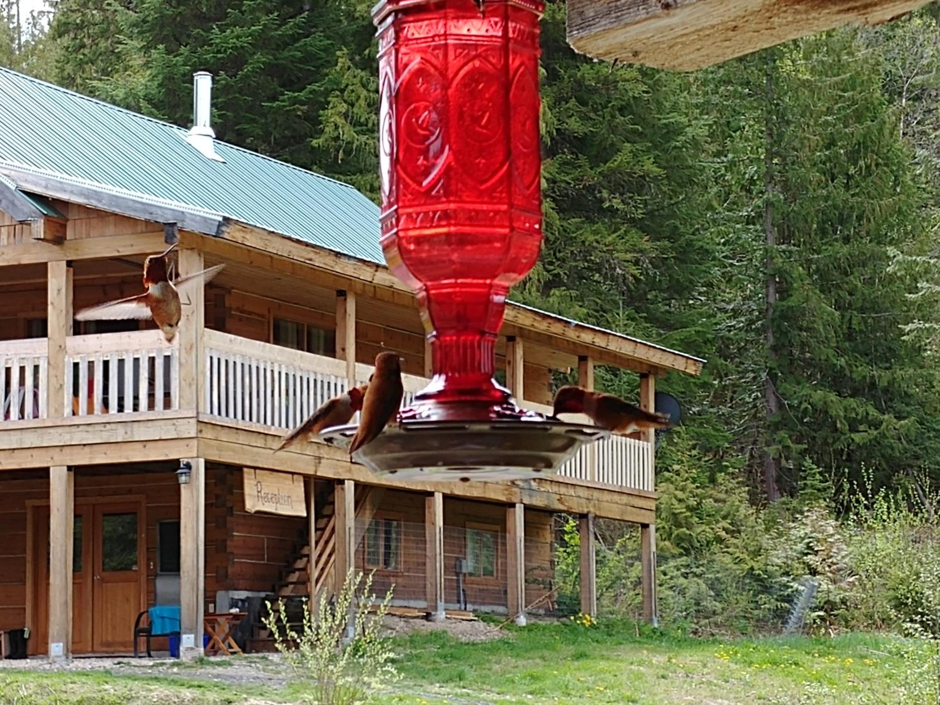 Wolfwood Guest Ranch