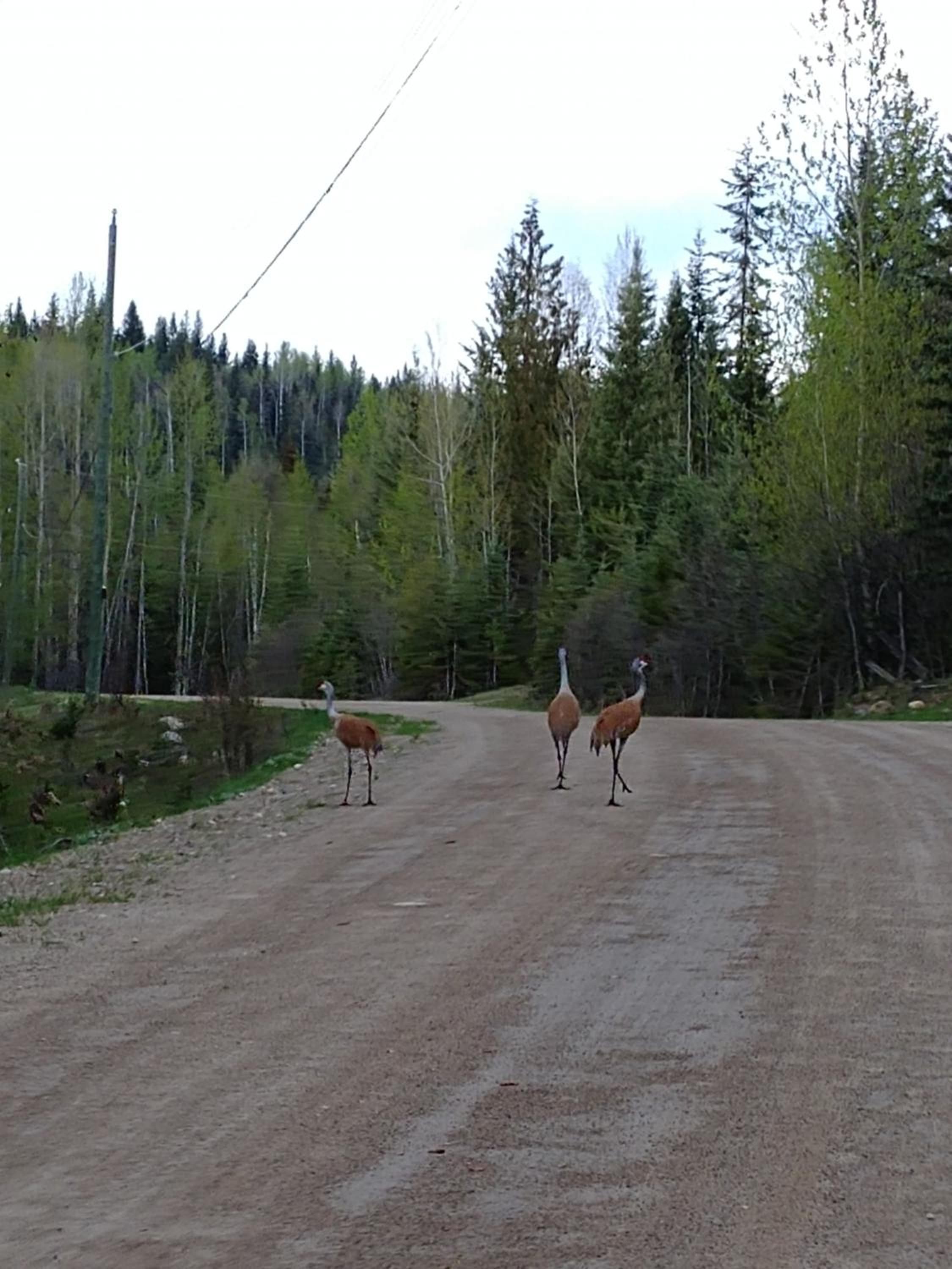Wolfwood Guest Ranch