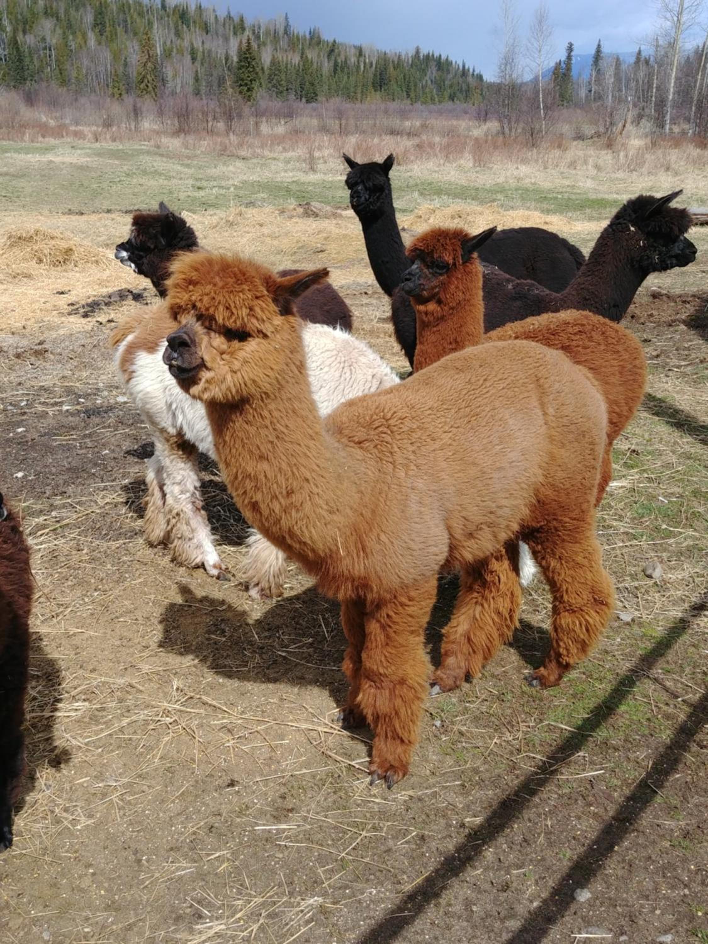 Wolfwood Guest Ranch