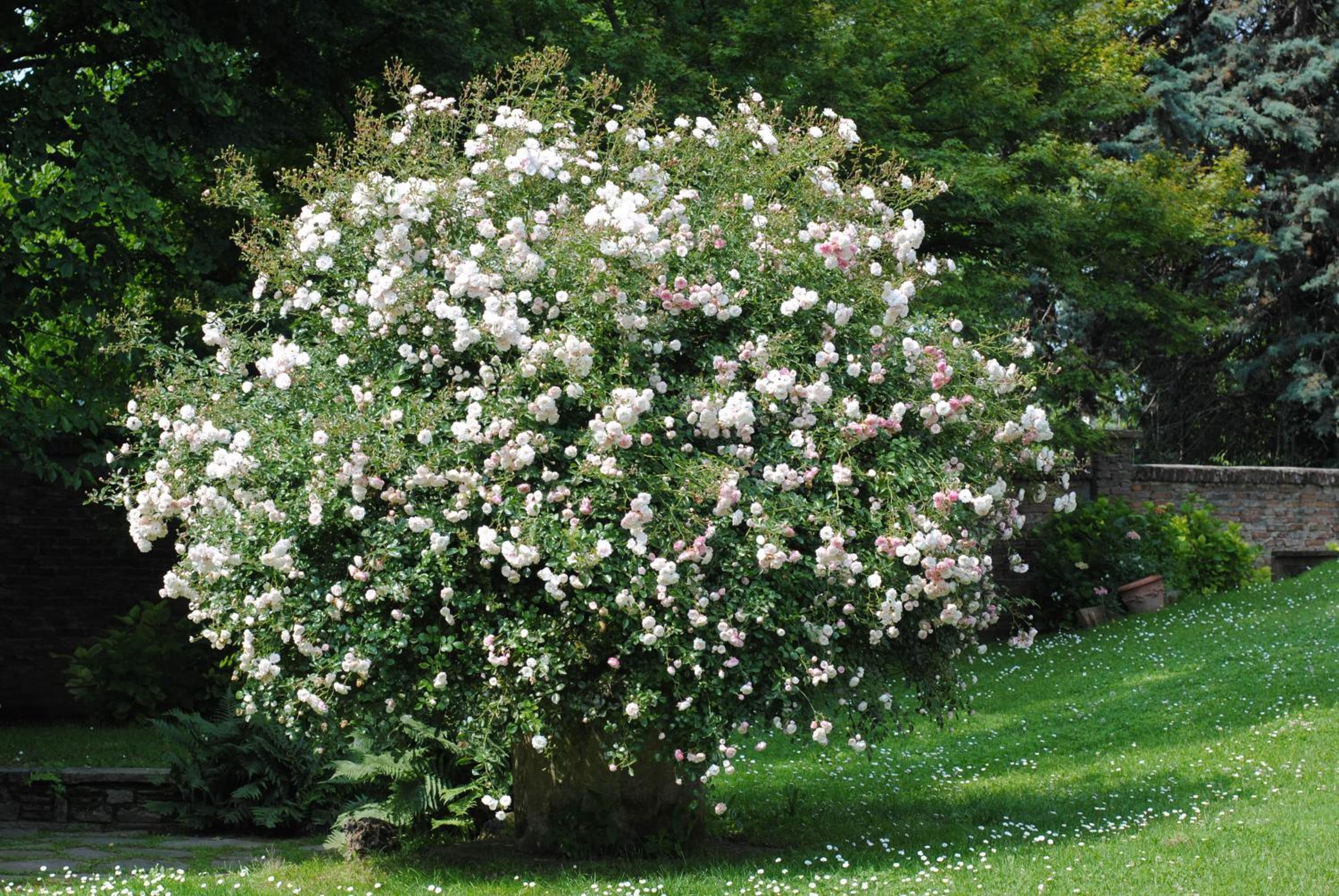 Photo 40