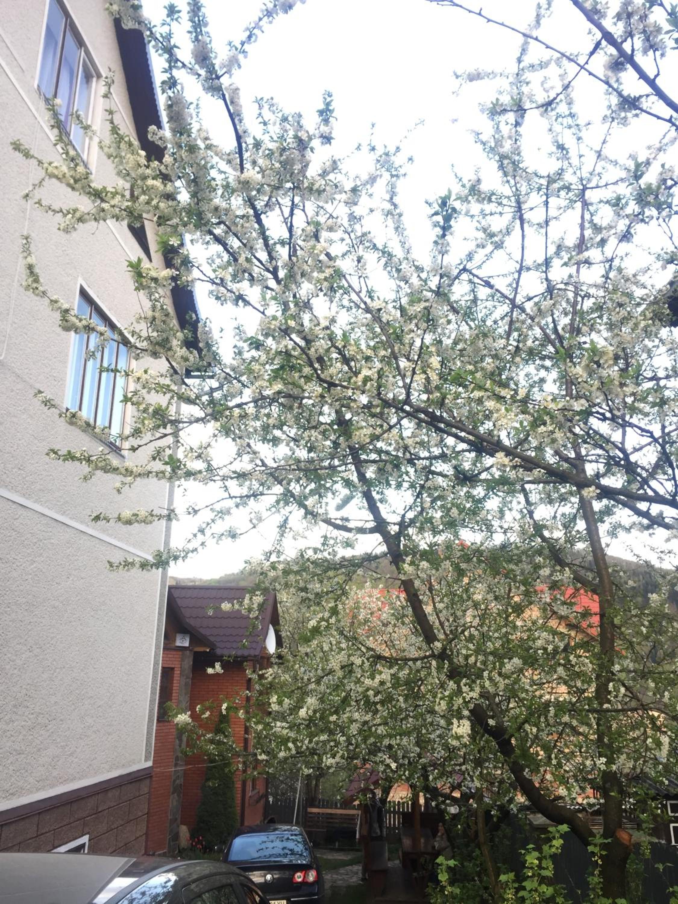 Photo 33