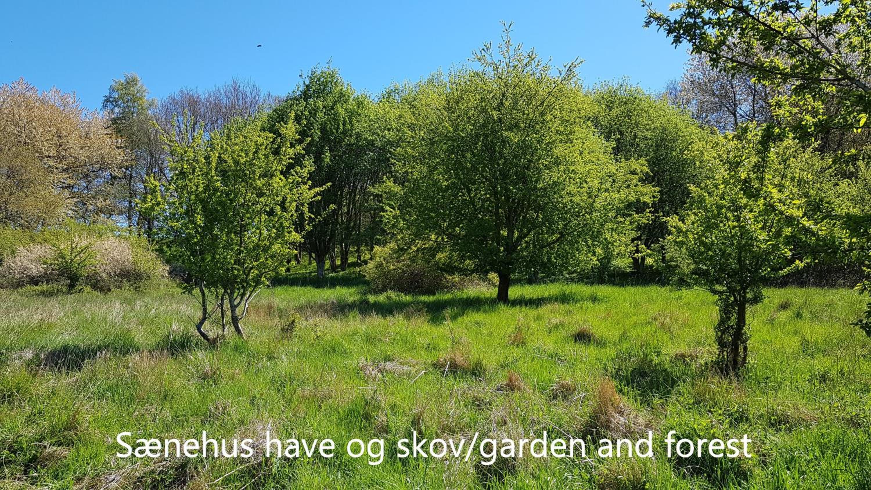Sænehus Husmandssted