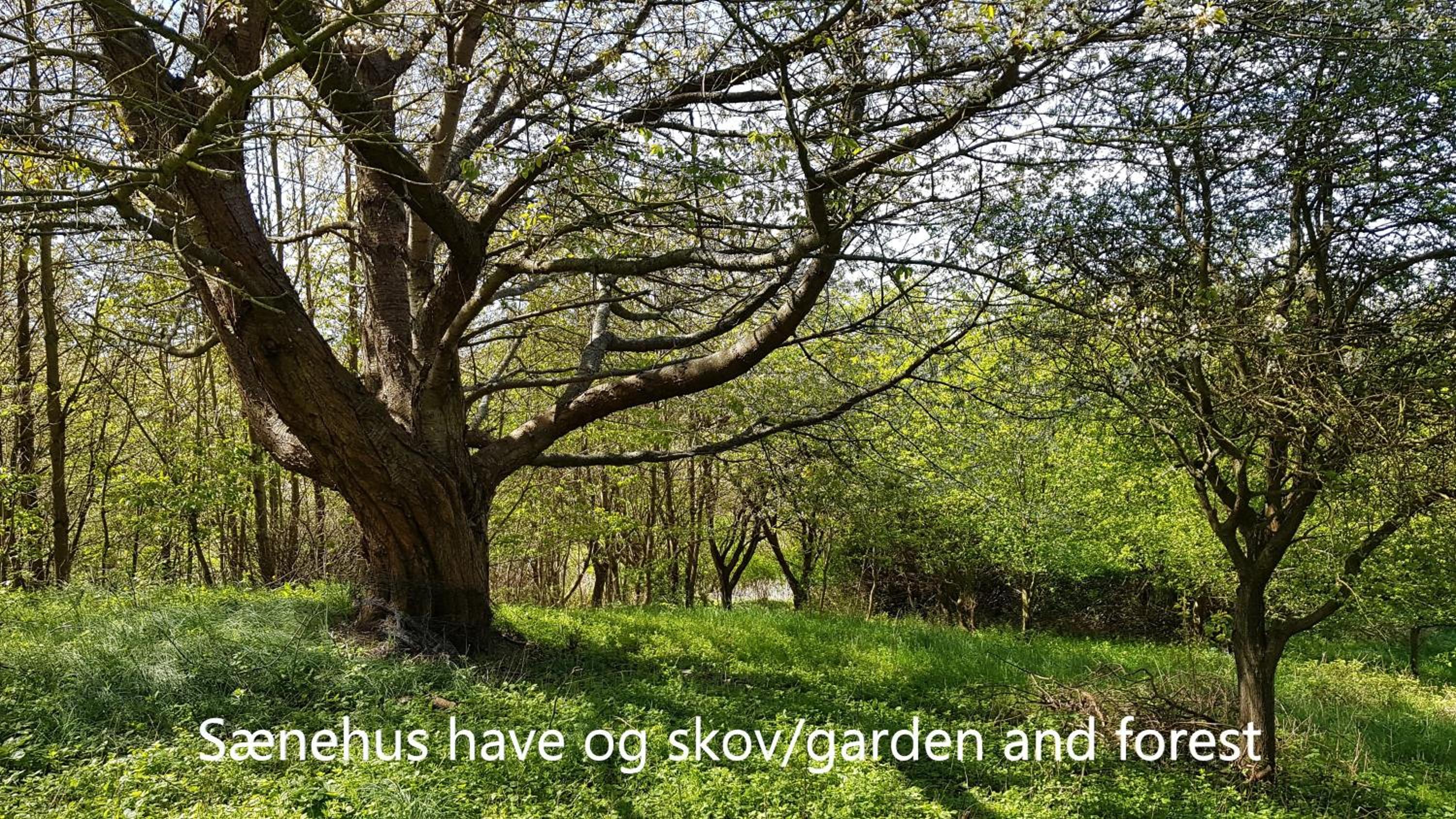 Sænehus Husmandssted