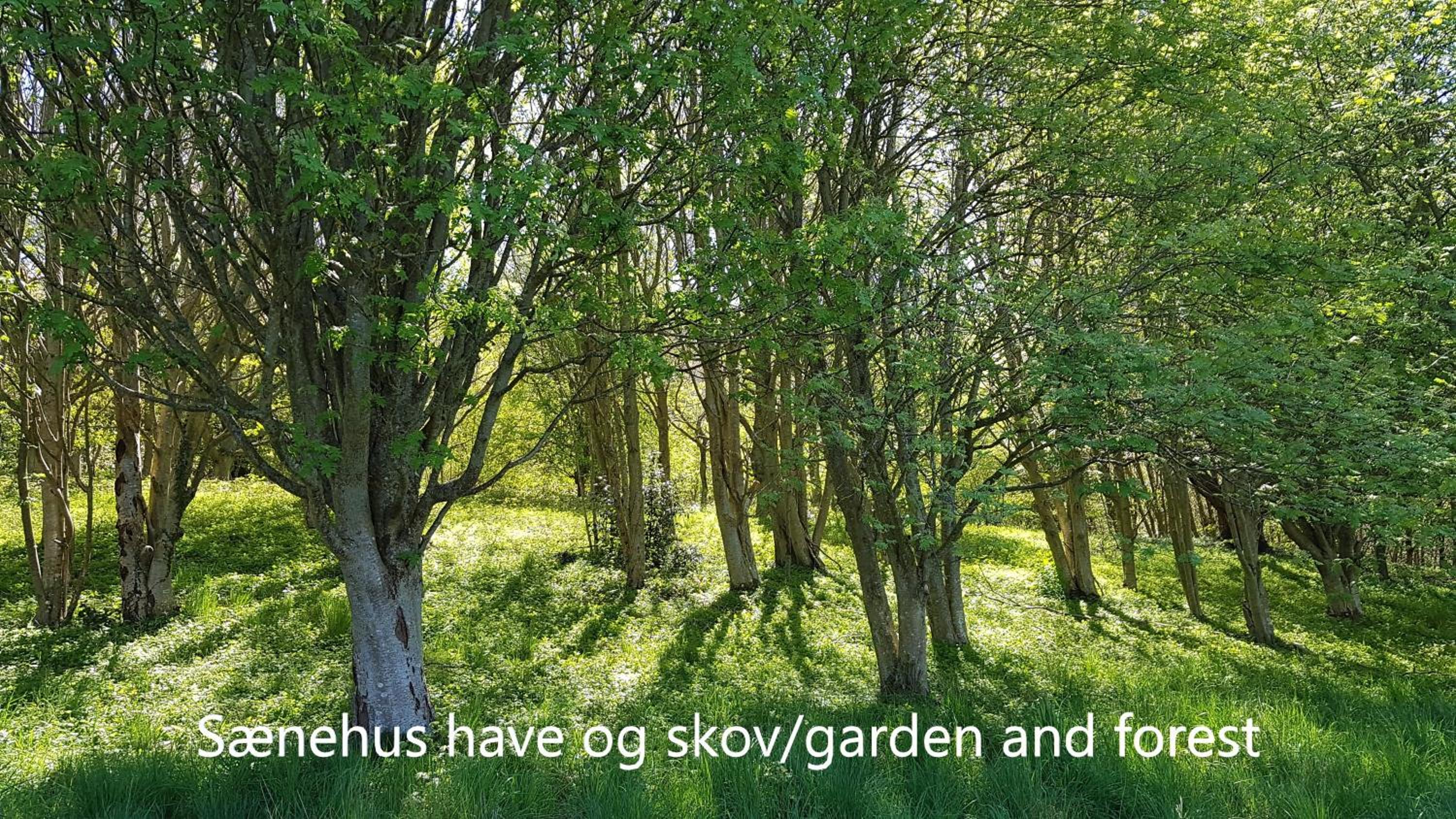 Sænehus Husmandssted