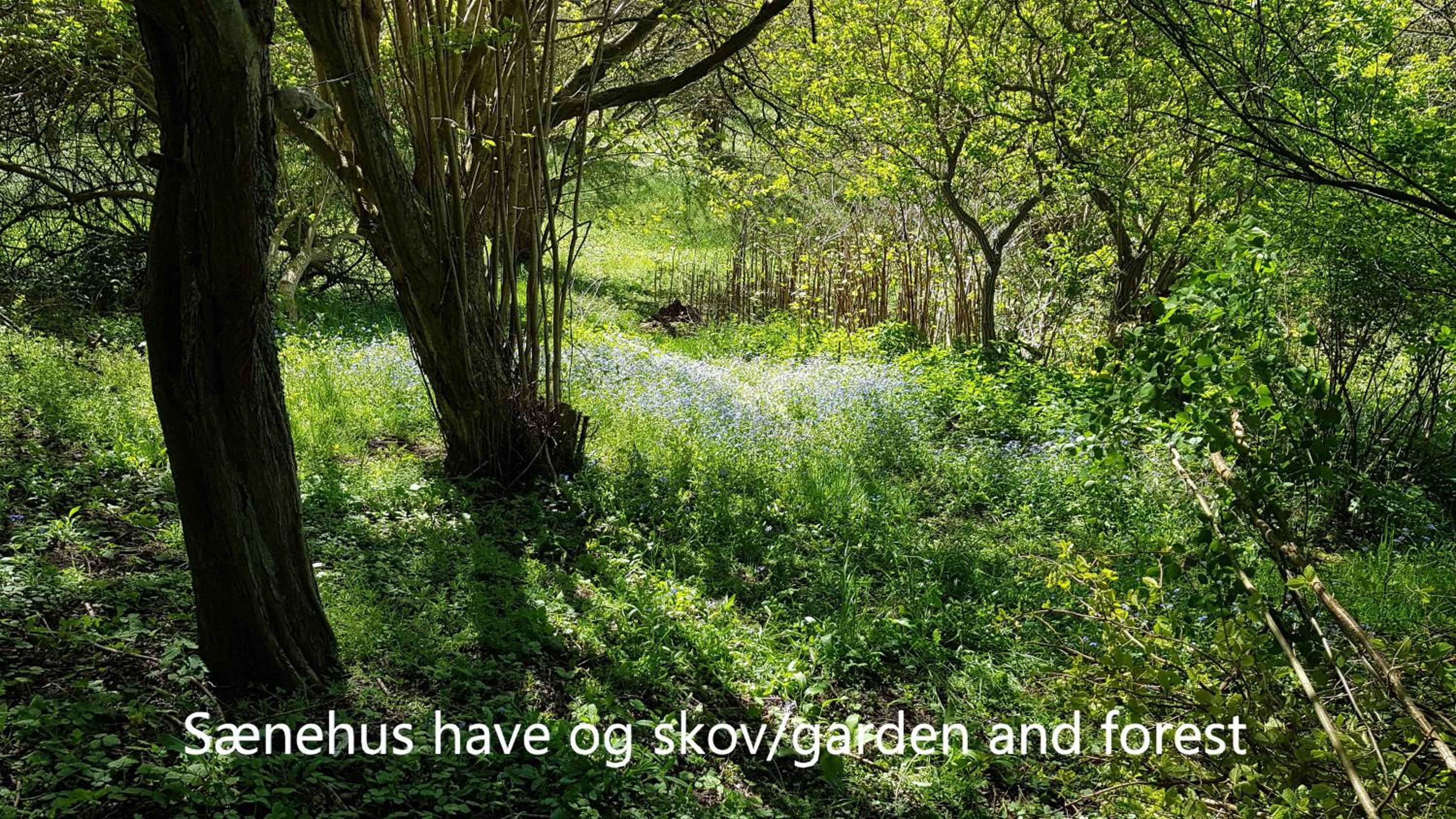 Sænehus Husmandssted