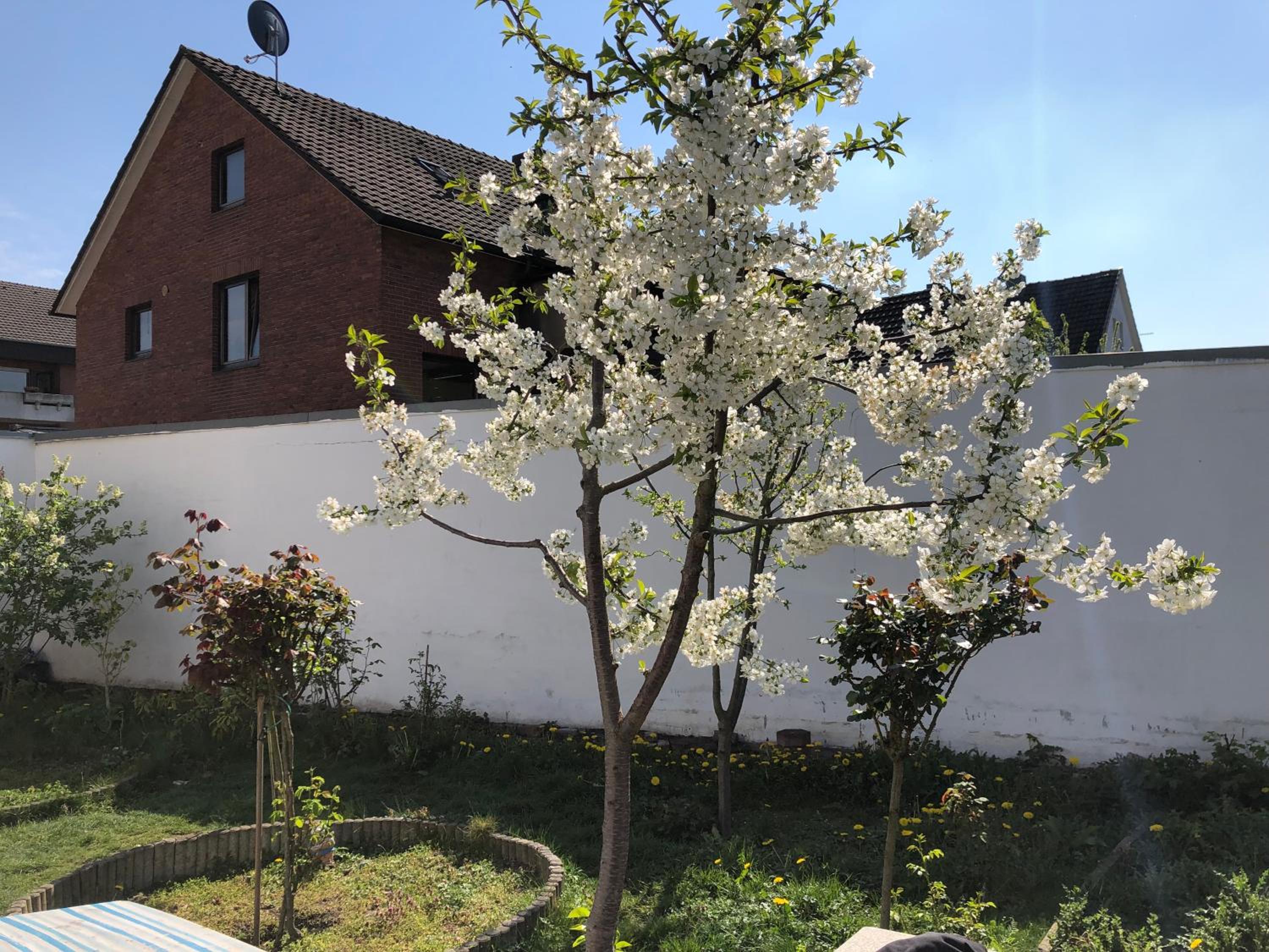 Kleve-Kellen 1, photo 7