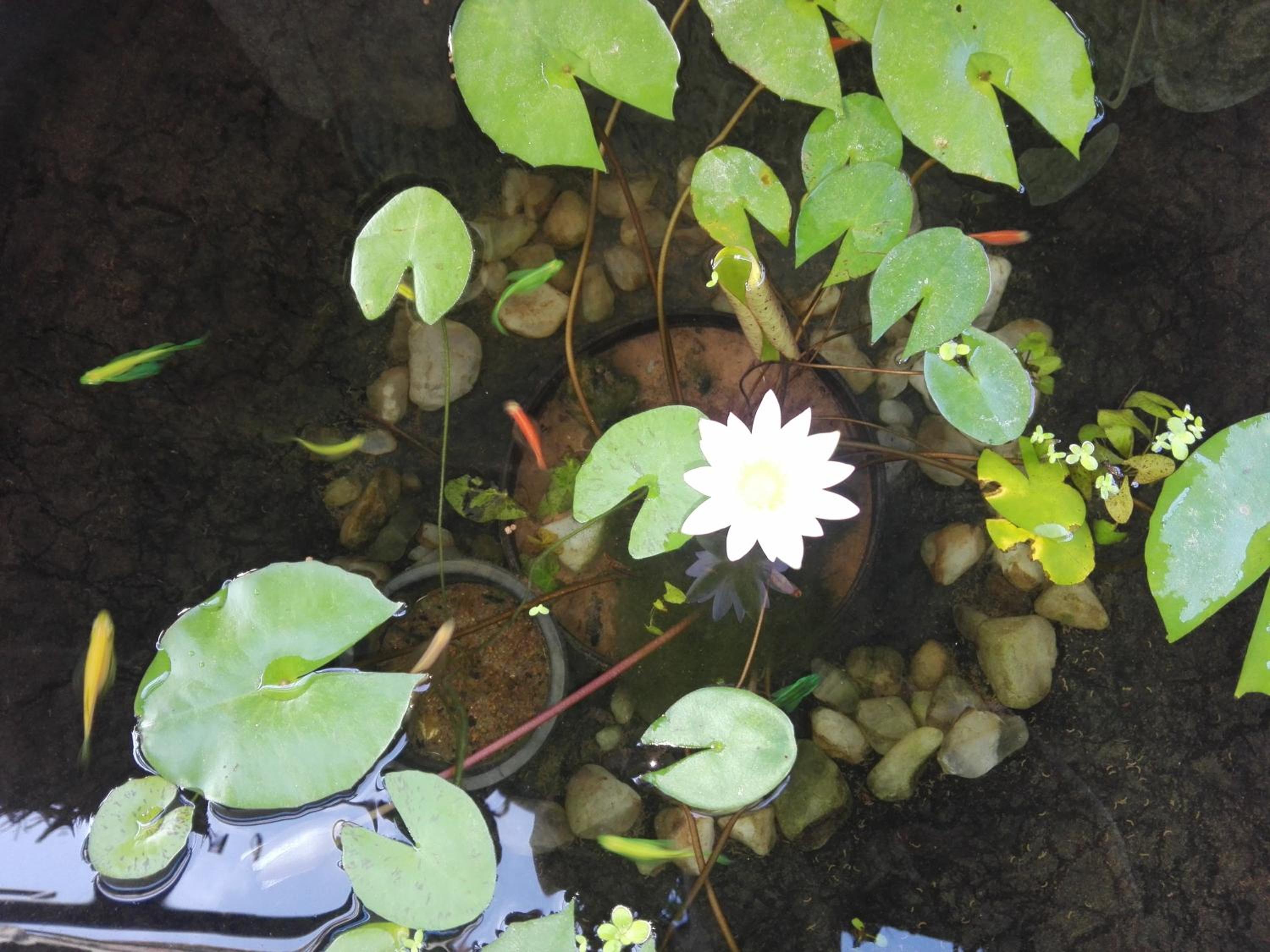 Photo 38