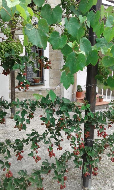 Campanino68 photo 3