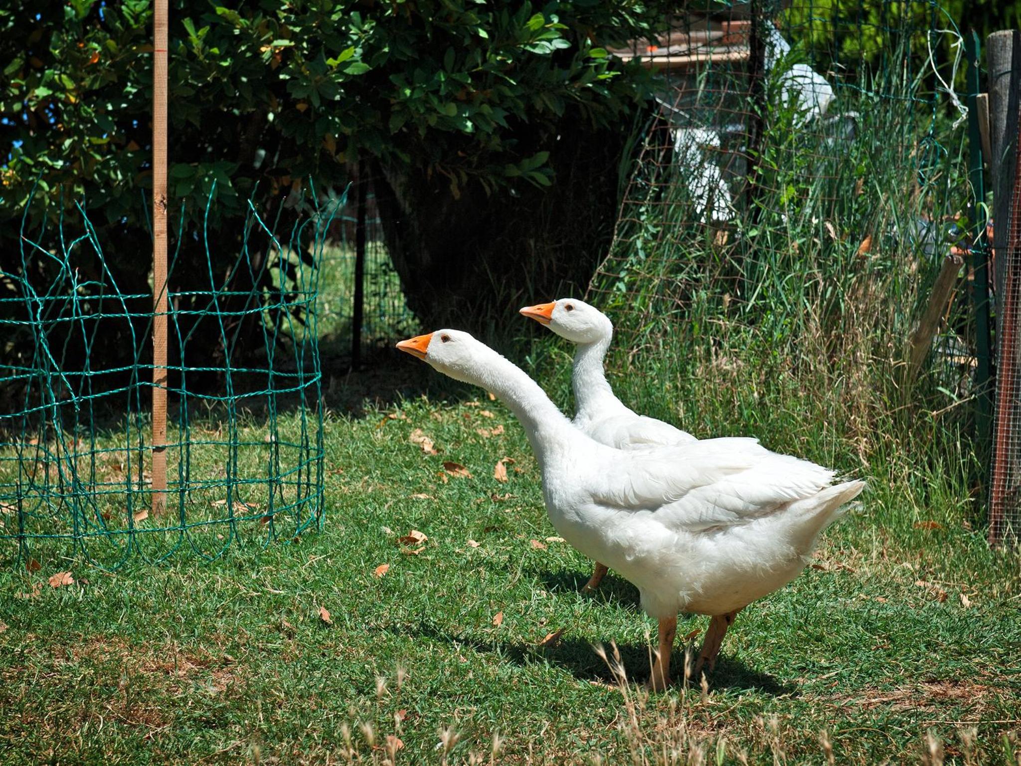 Agriturismo La Buca di Bellugi
