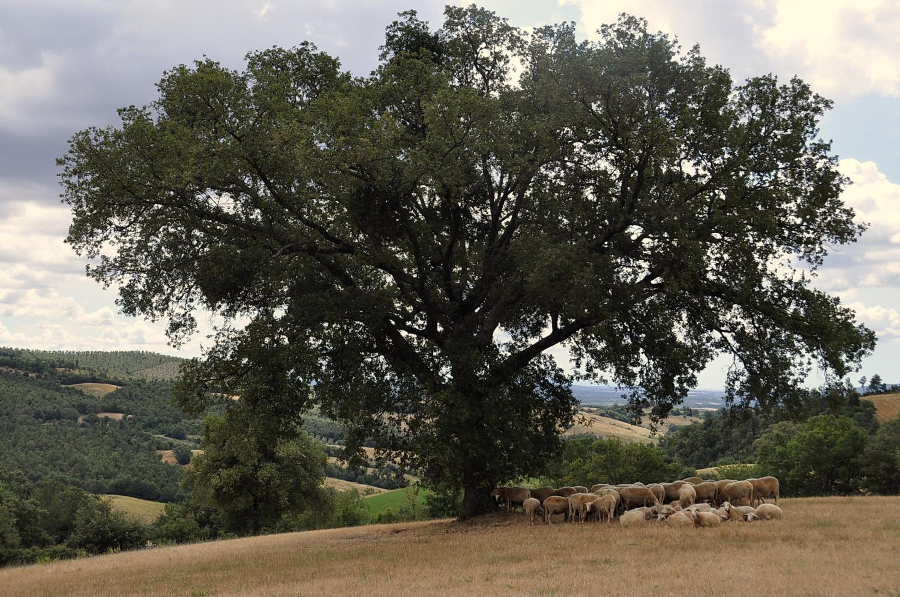 Agriturismo La Meria