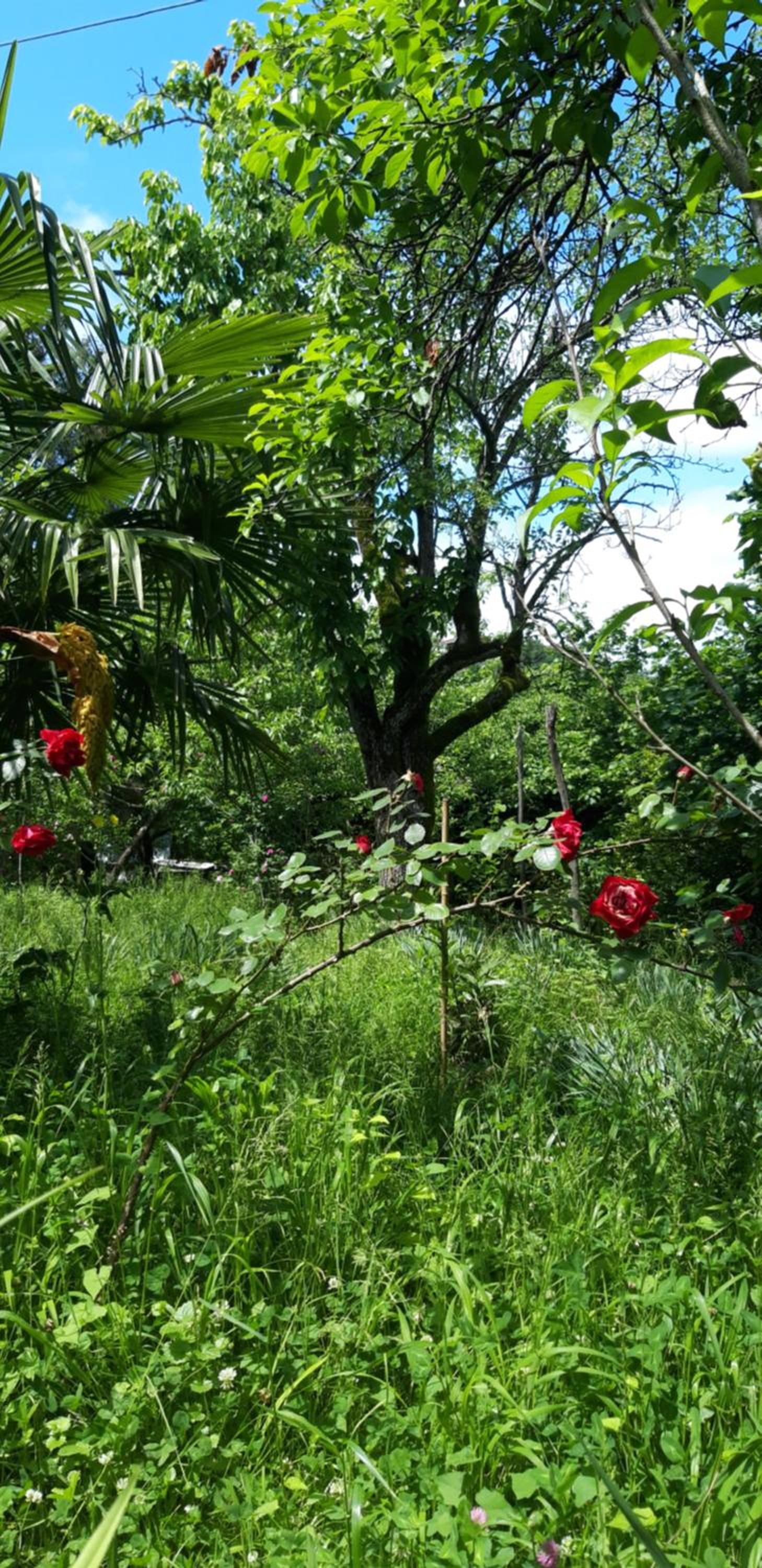 Photo 24