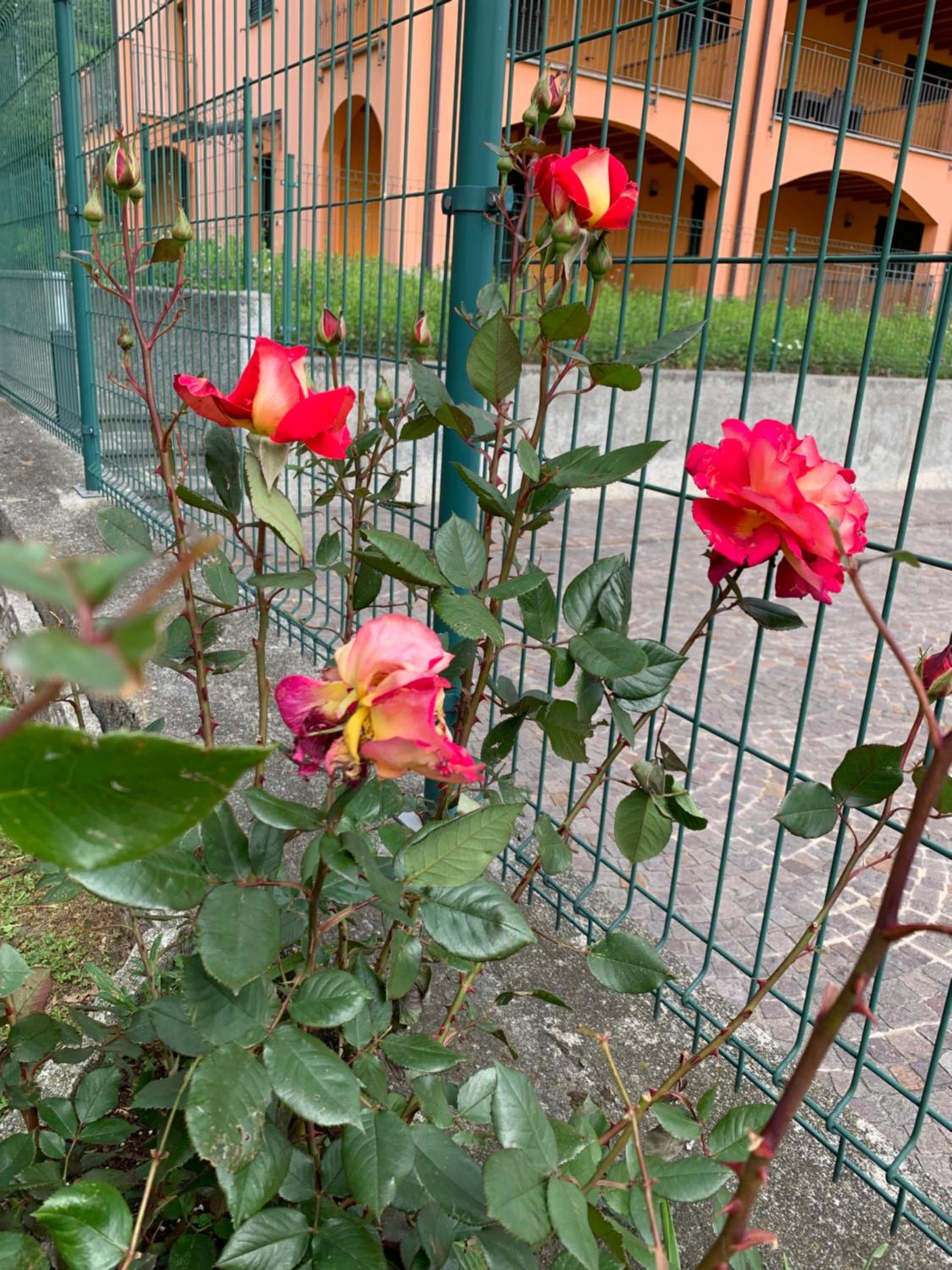 Photo 27