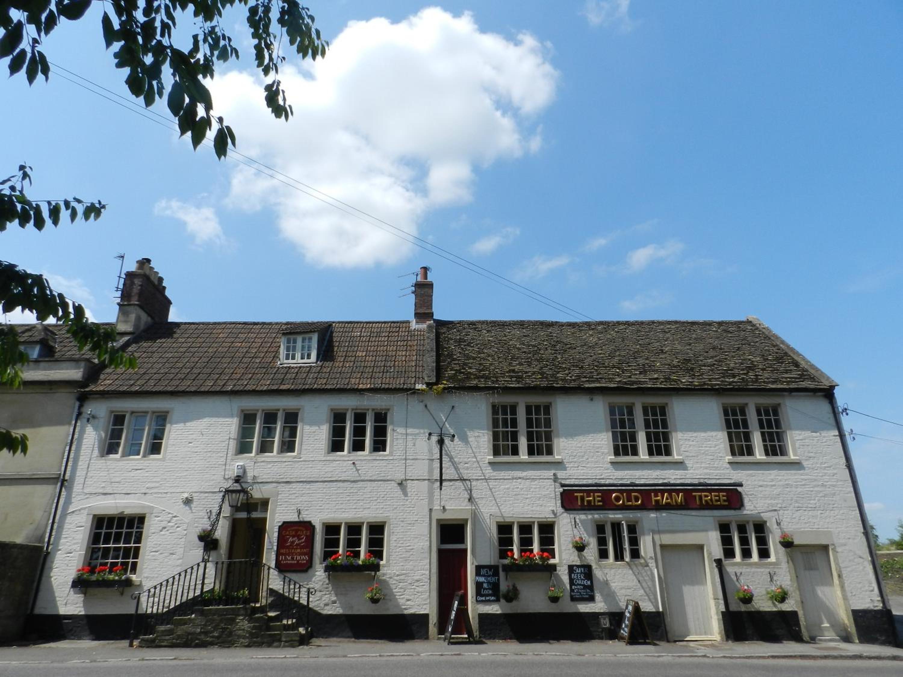 The Old Ham Tree