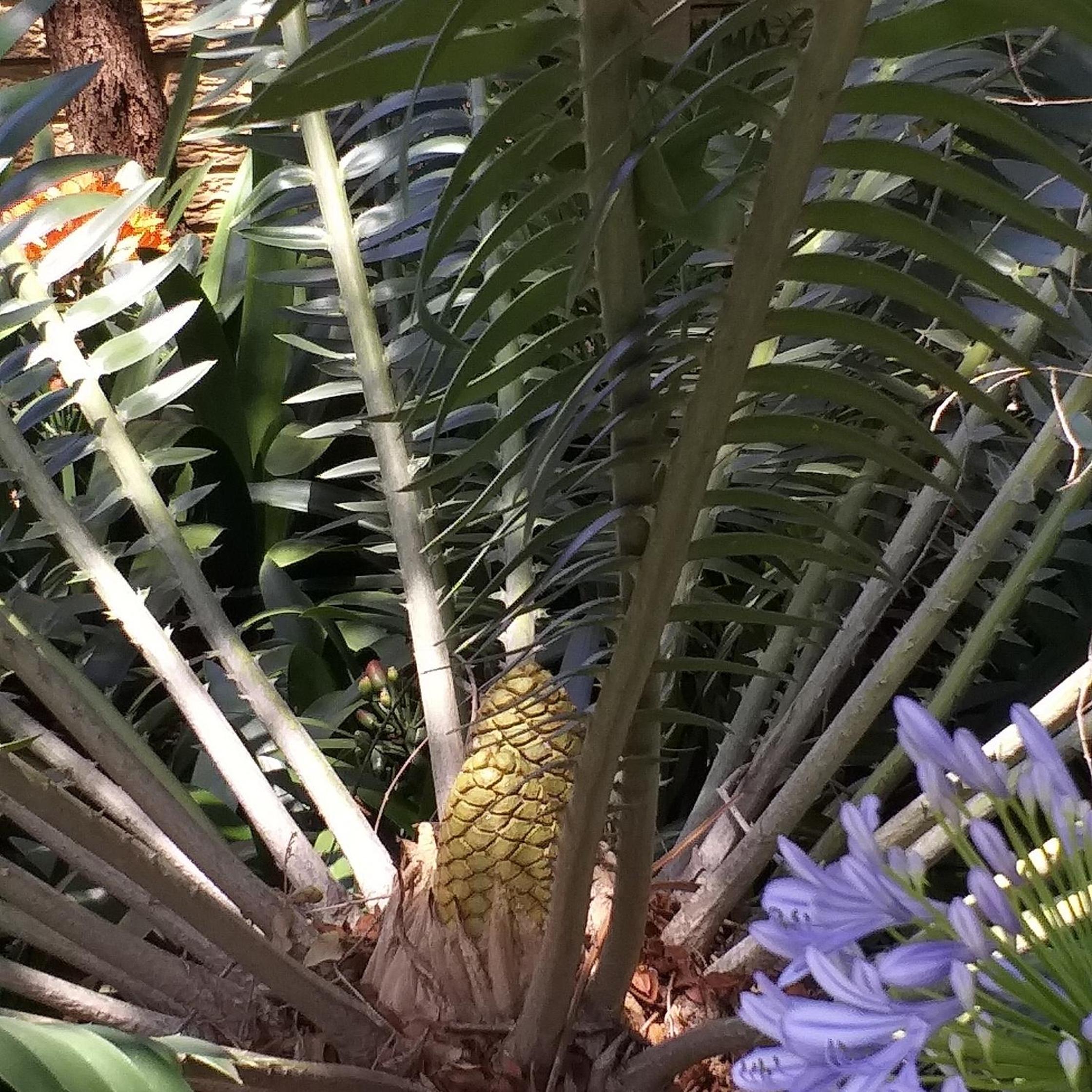 Cycas Guest House view 2