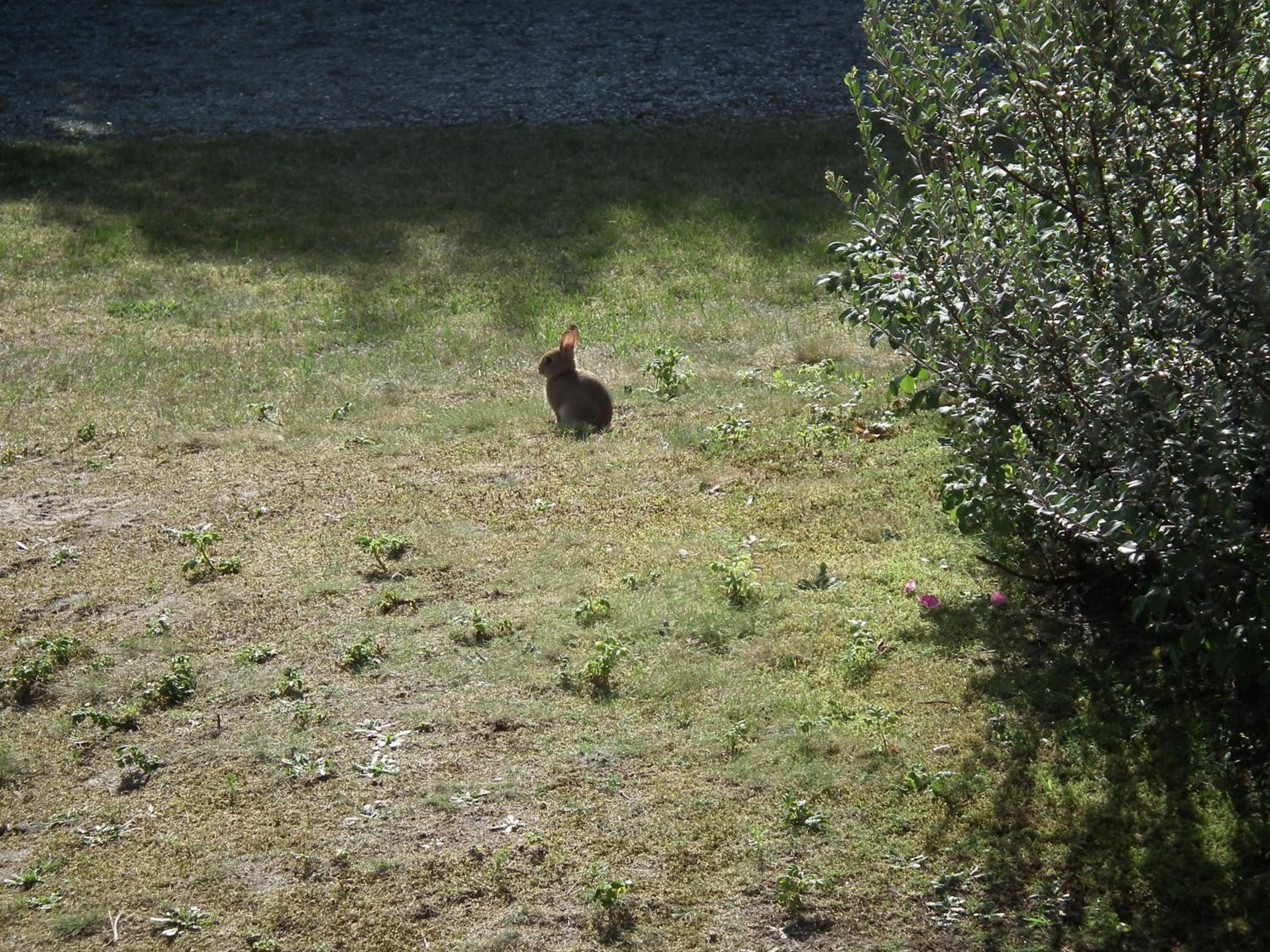 Photo 44
