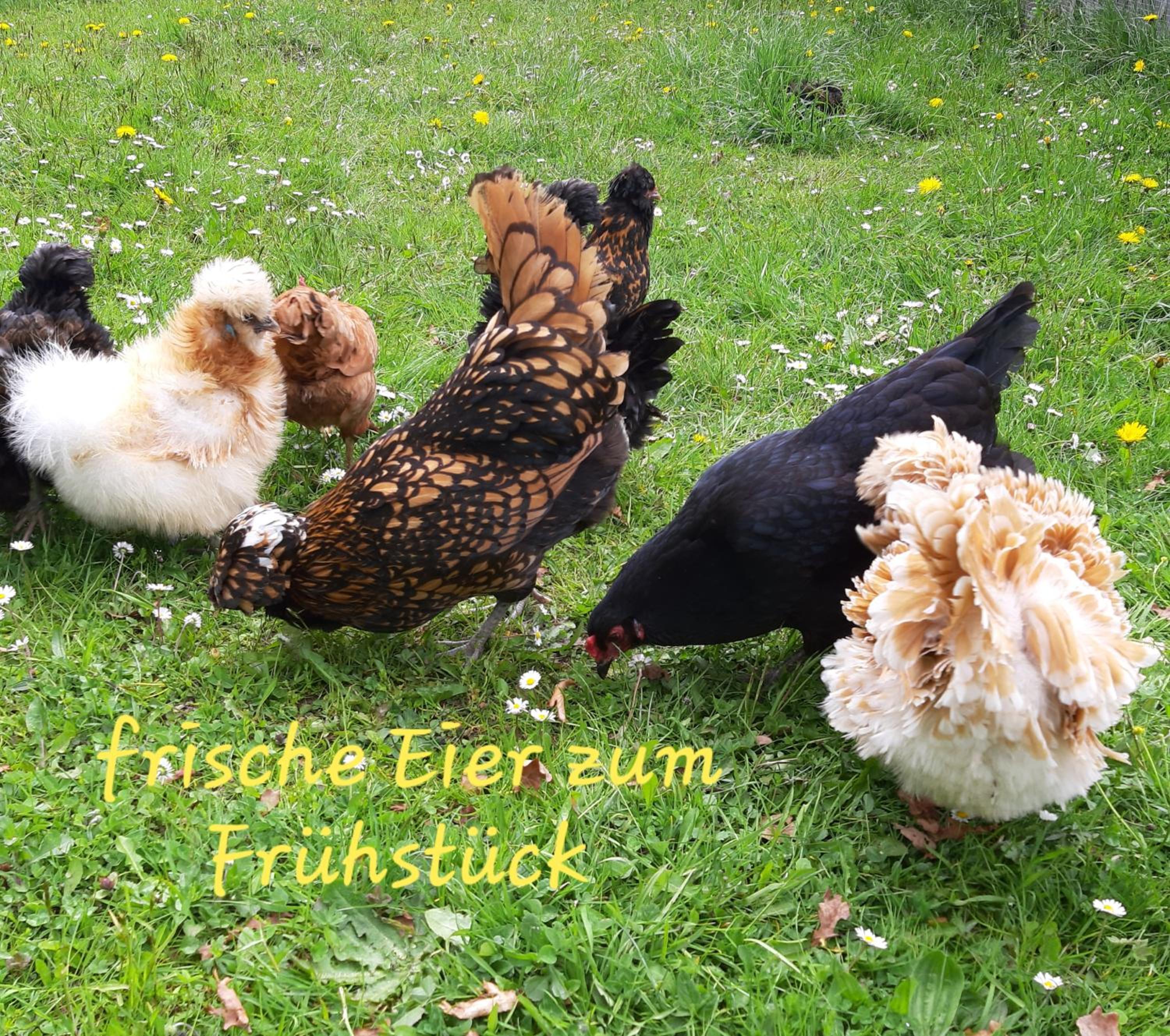 Photo 48
