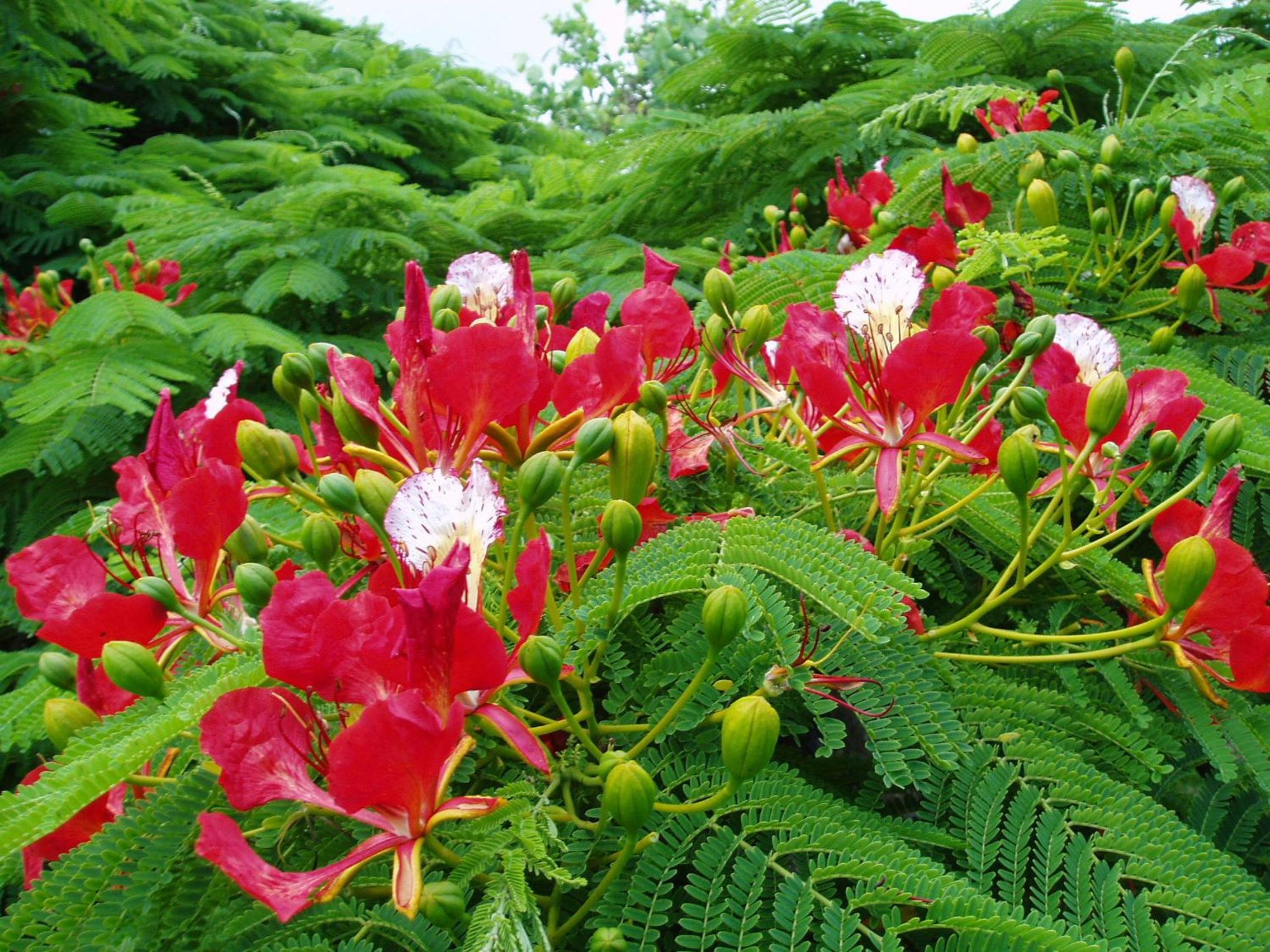 Poinciana Cottages