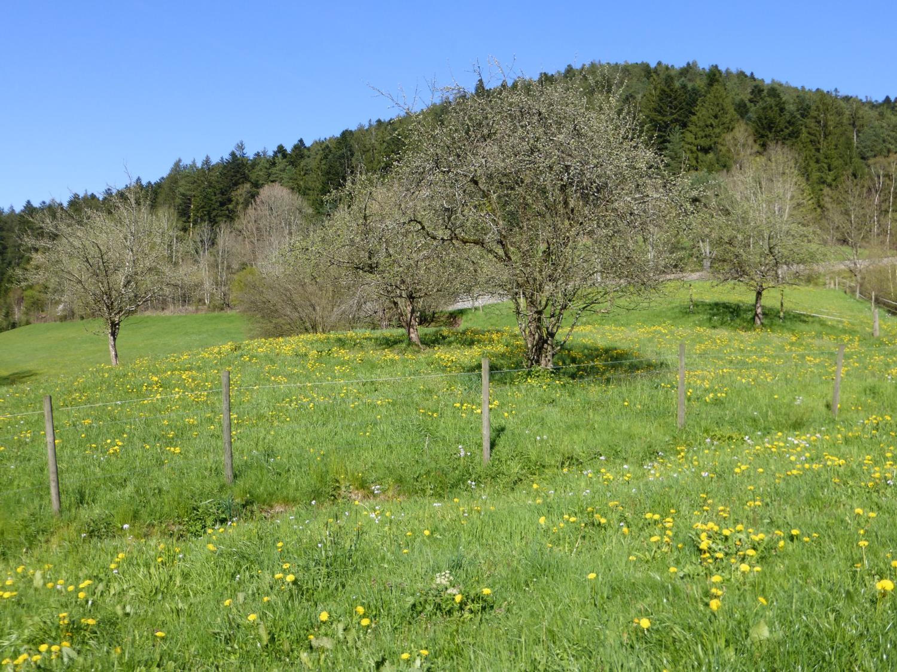Ferienwohnung Bühler view 4