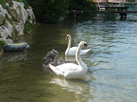 Photo 27