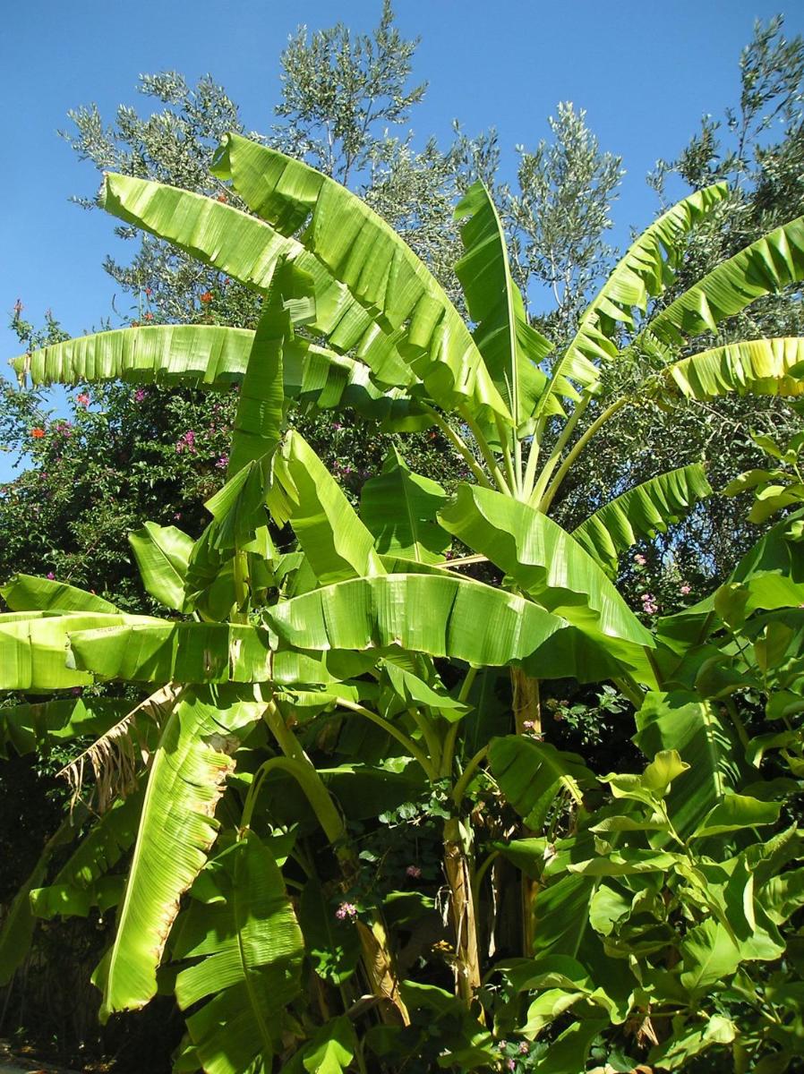 garden