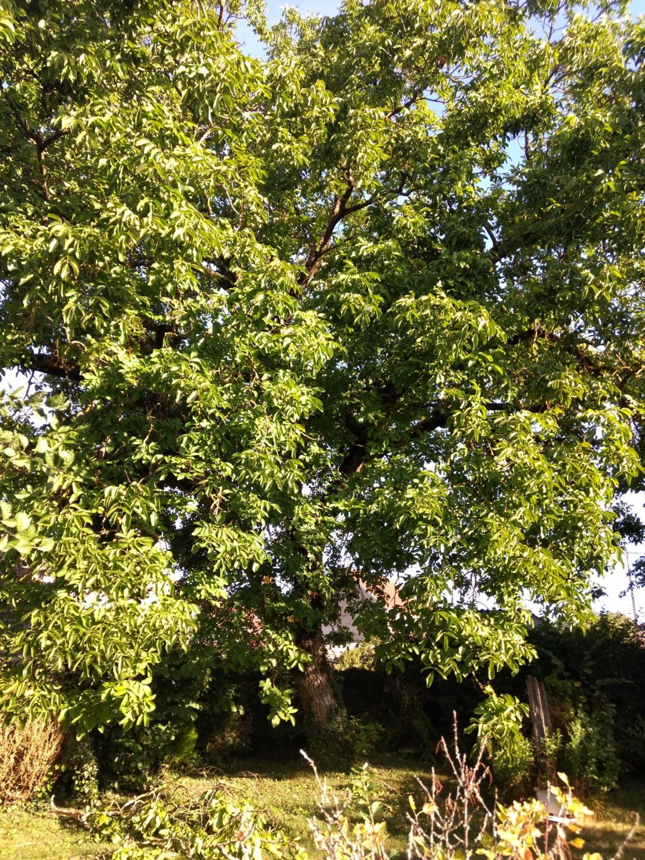 Photo 33