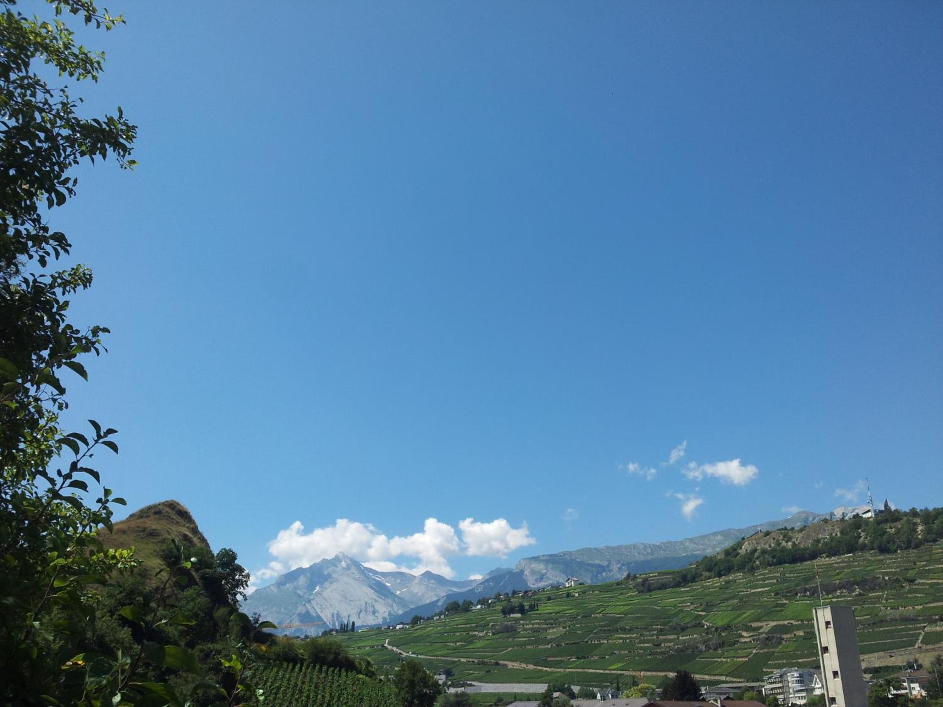 Le Merle Châtelain