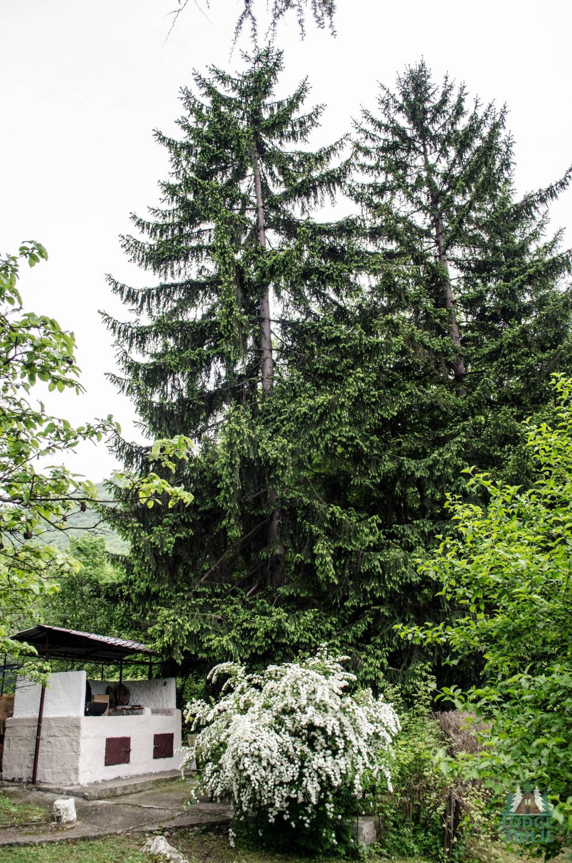 Photo 38