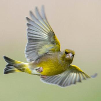 Photo 25