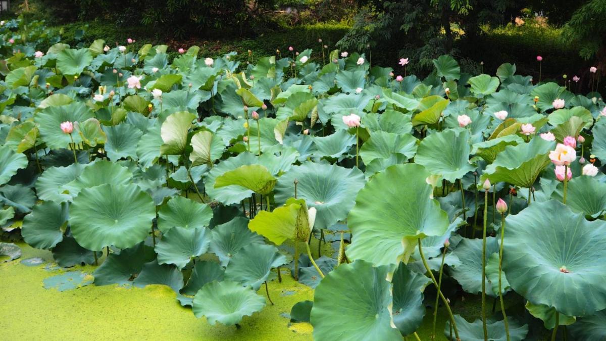 garden