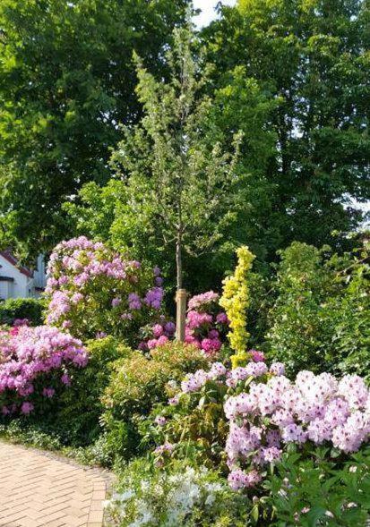 Haus Iffland