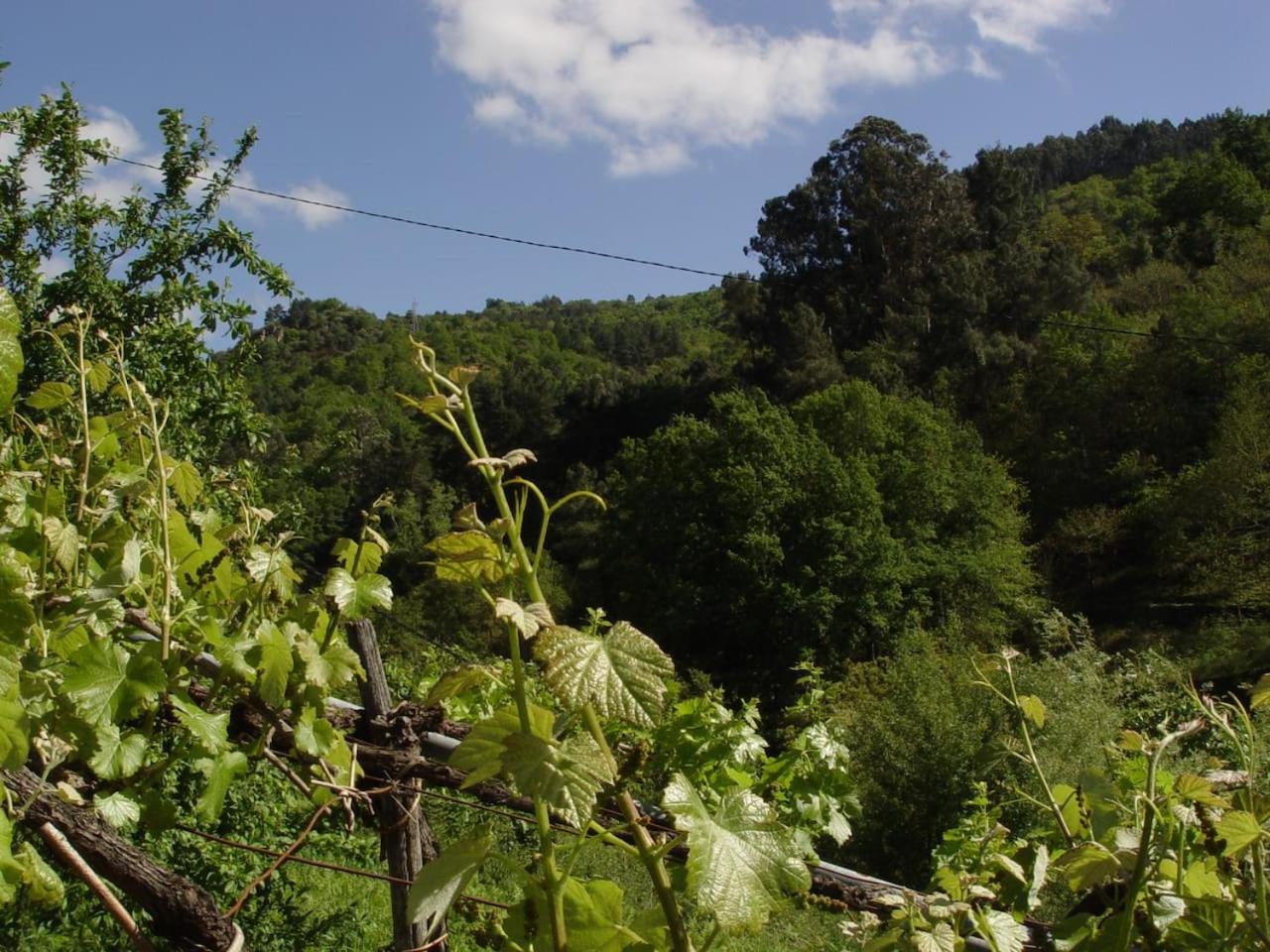 Casa en Viñoas (Ribeira Sacra) view 2
